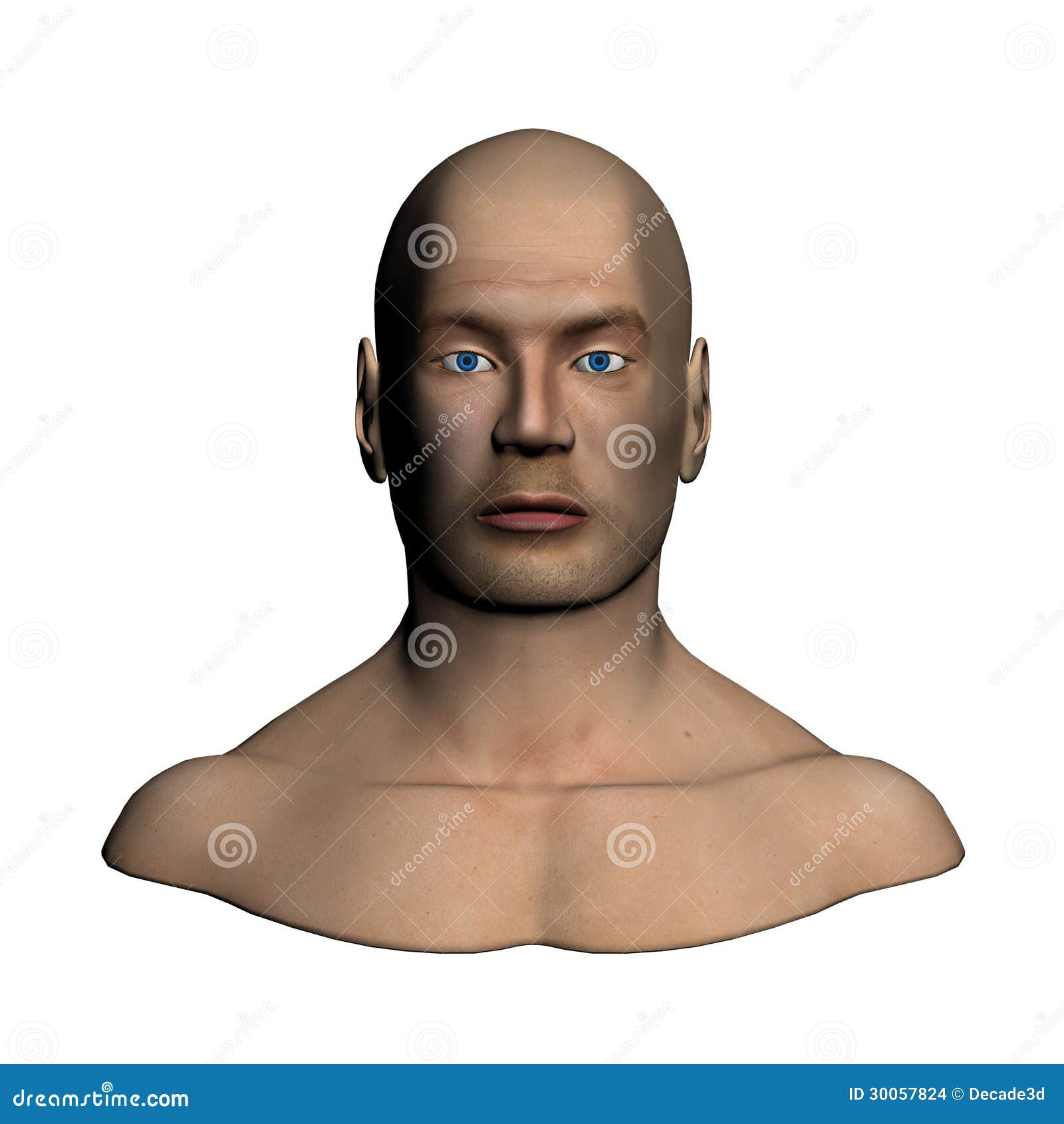 human head - frontal view