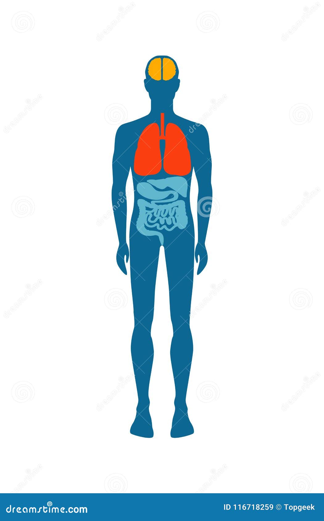 Human Body Infographic Man Vector Illustration Stock Vector