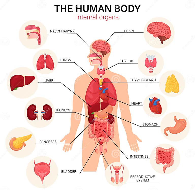 Human Body Internal Organs Diagram Flat Infographic Poster with Icons ...