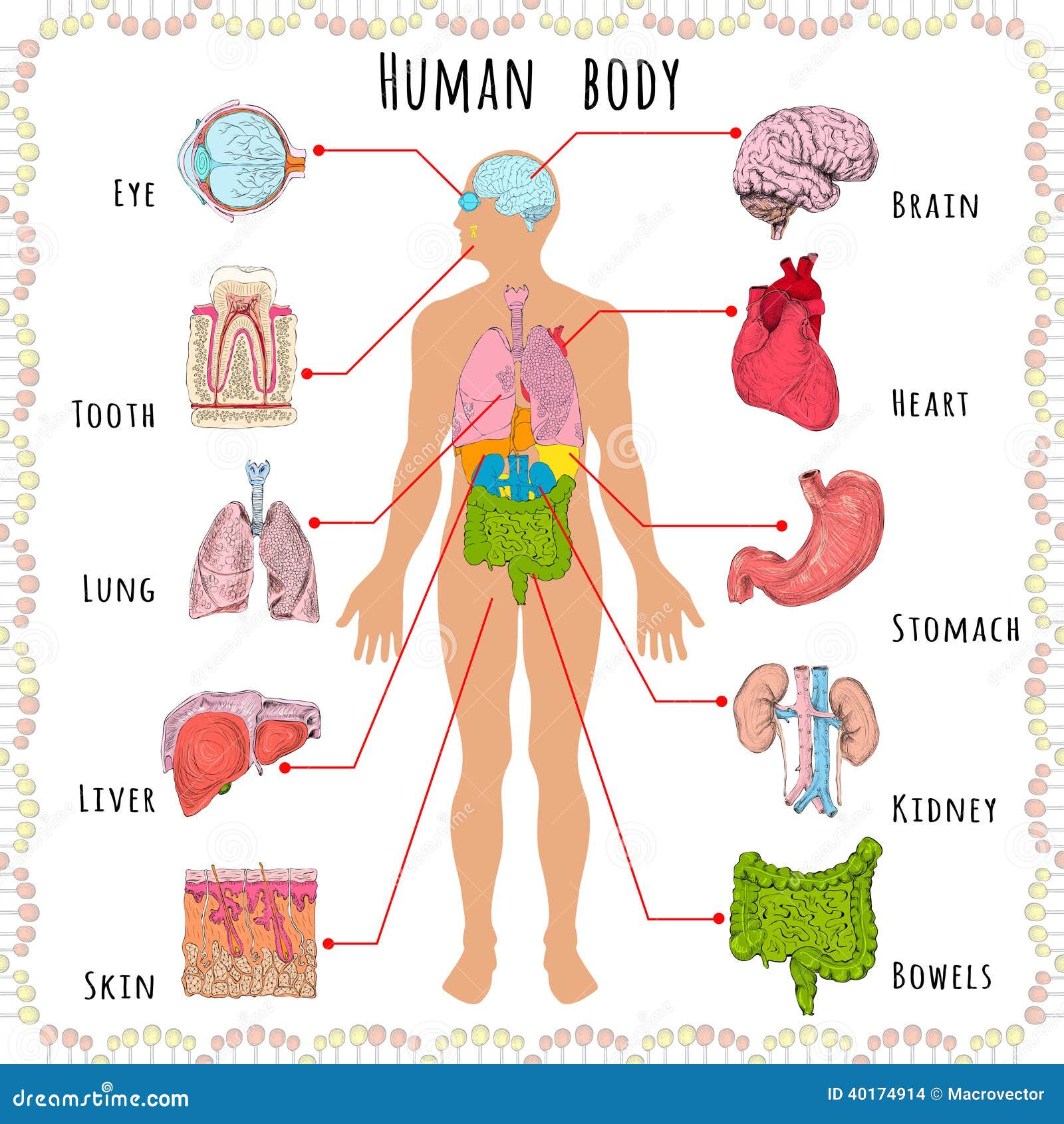 Human Body Medical Demographic Stock Vector Illustration Of Liver