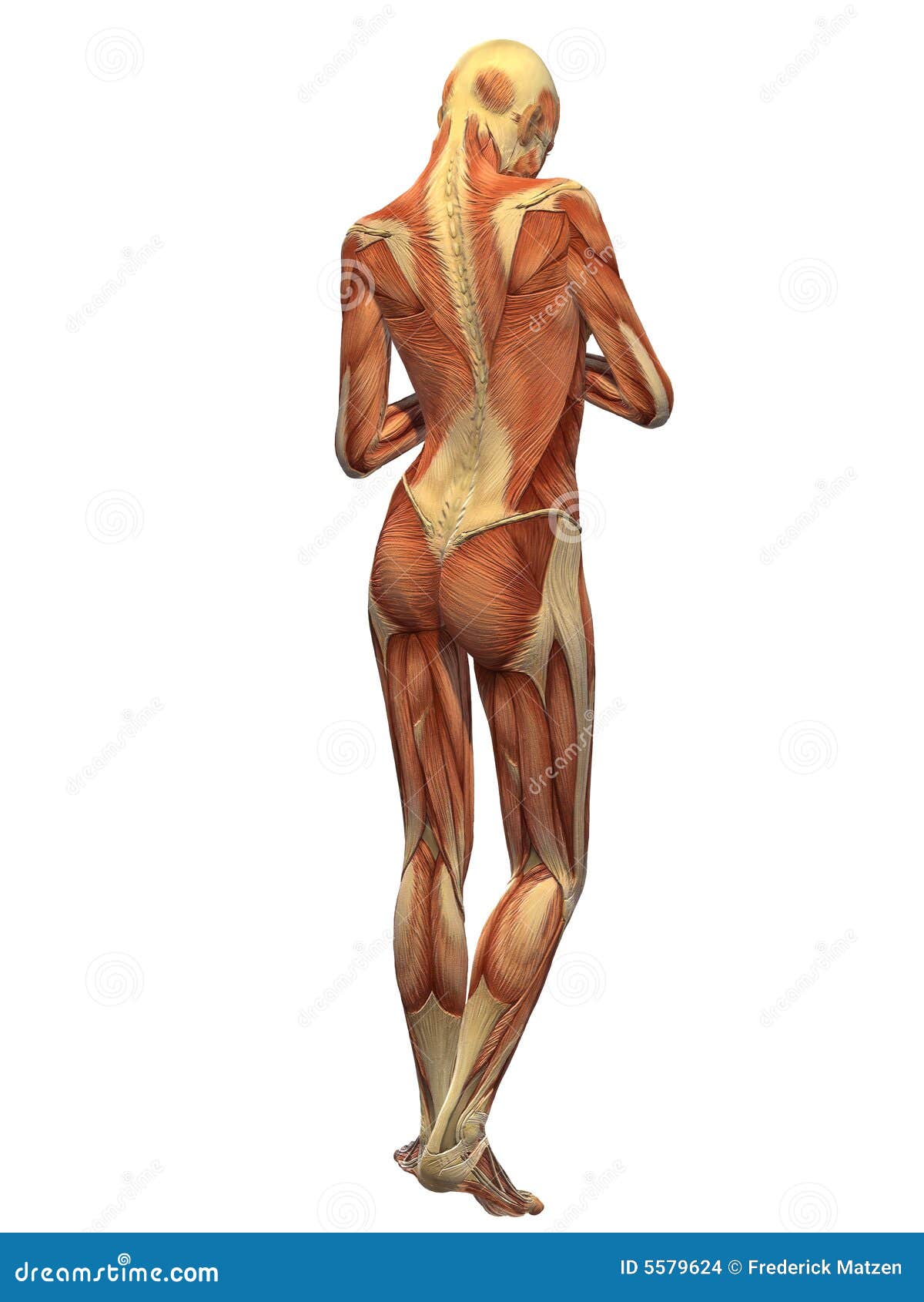 Human Body Muscle Female Back Stock Illustration Illustration Of Beautiful Cute 5579624