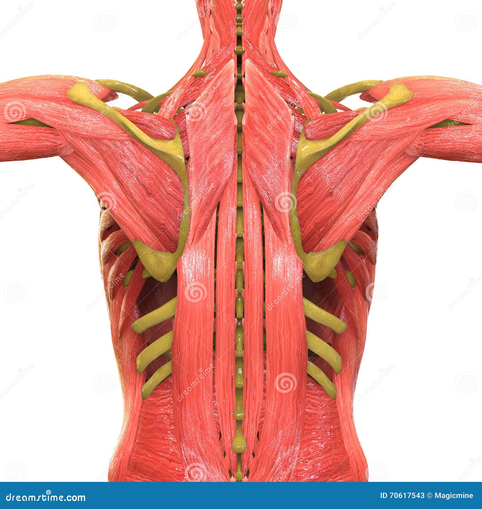 Human Body Muscles Anatomy stock illustration ...