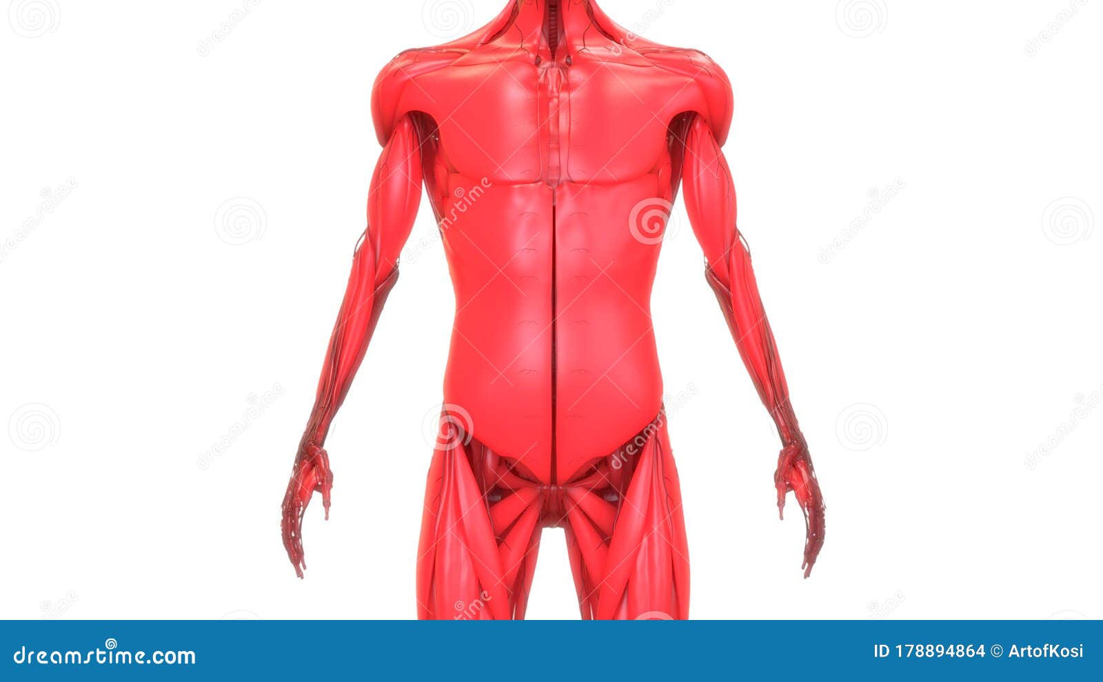 Human Body Muscular System Anatomy 3d Rendering Stock Illustration