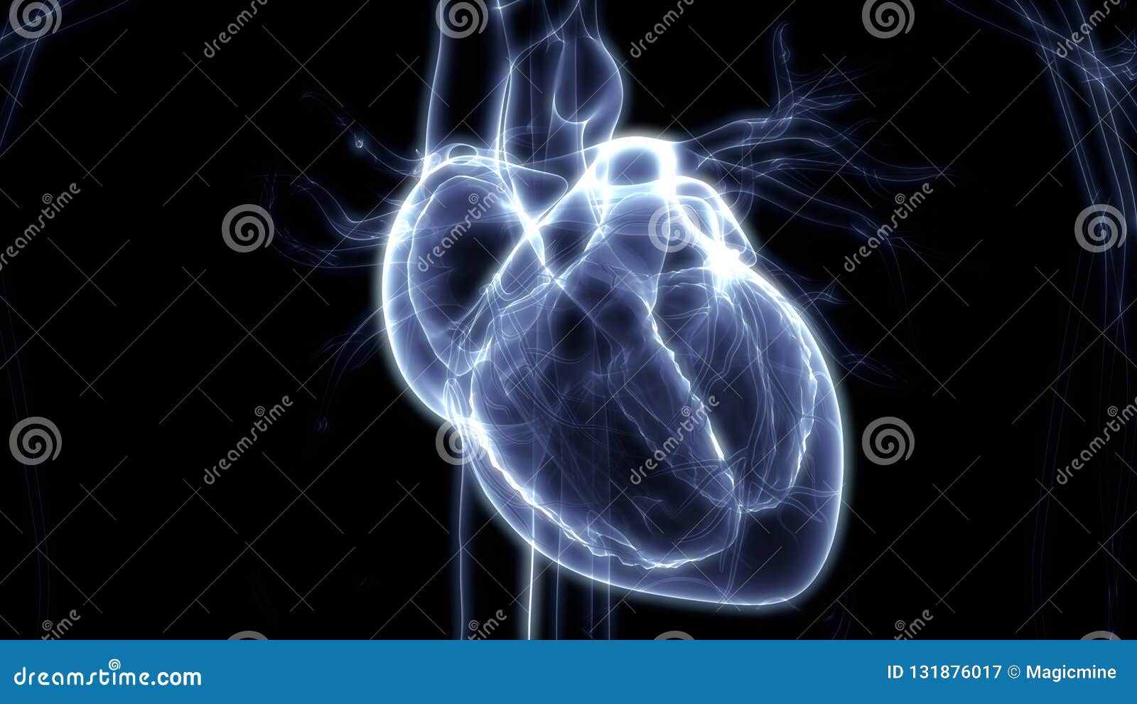 human body organs cardiovascular system with heart anatomy