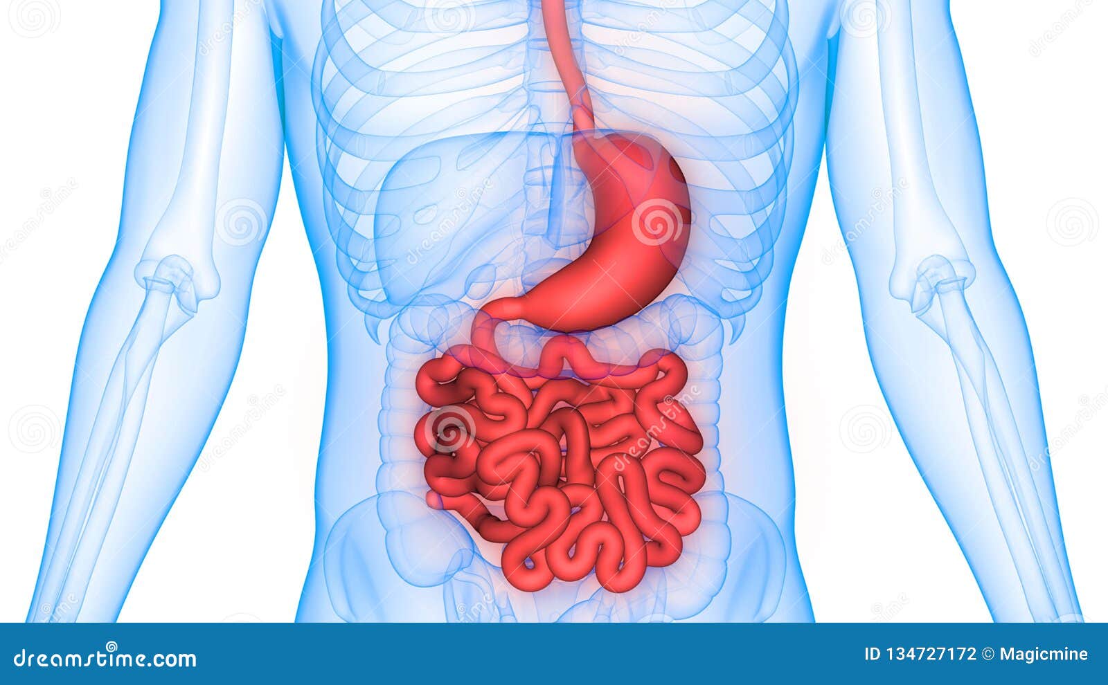 Human Body Organs Digestive System Stomach With Large Intestine Anatomy Stock Illustration ...