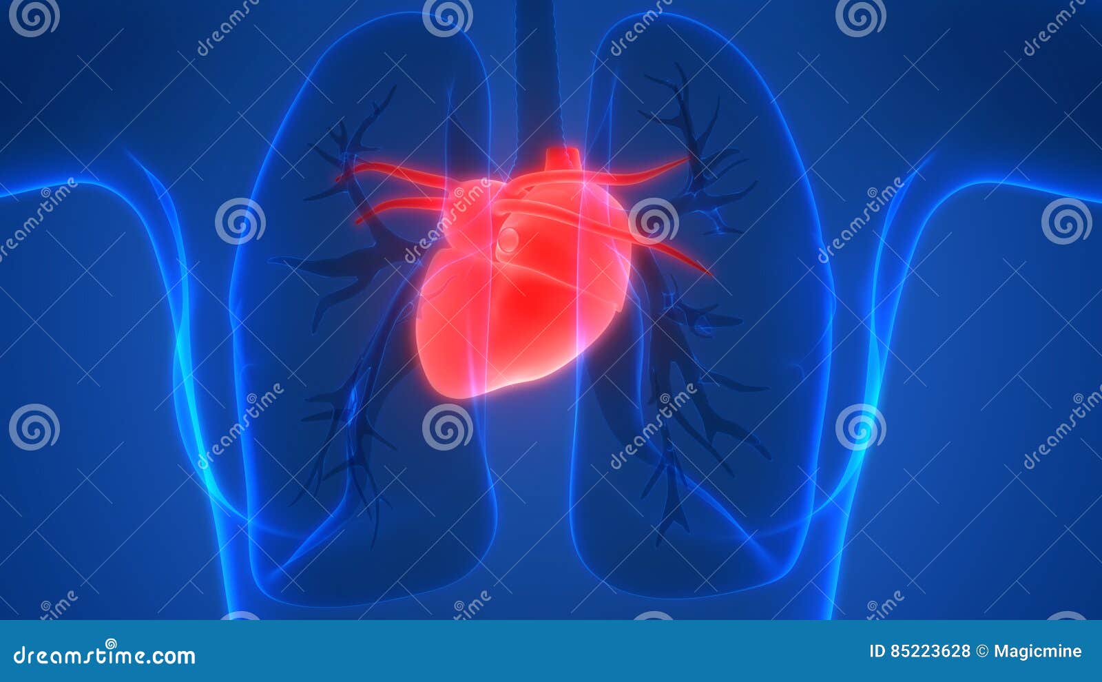Human Body Organs Heart Anatomy Posterior View Stock Illustration