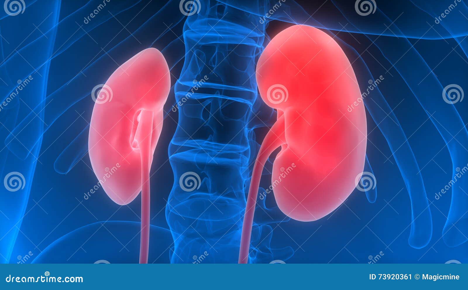 Human Body Organs (Kidneys) Stock Illustration - Illustration of design