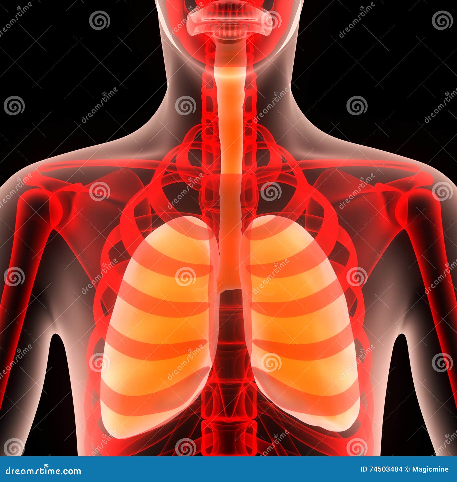Human Body Organs (Lungs Anatomy) Stock Illustration Biology Diagrams