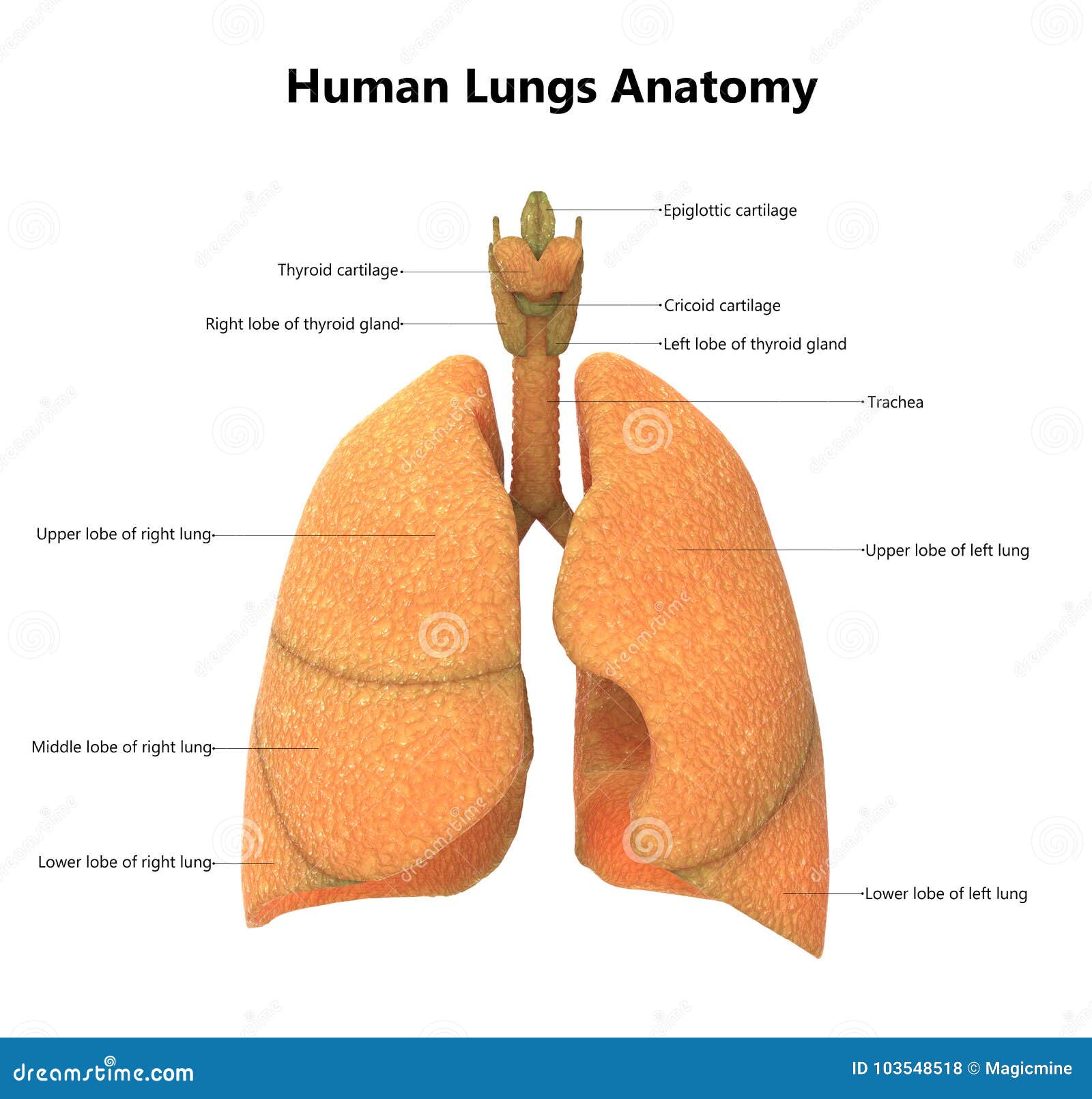 Human Body Organs Lungs Anatomy With Detailed Labels Stock Illustration Illustration Of Adult Skeleton 103548518
