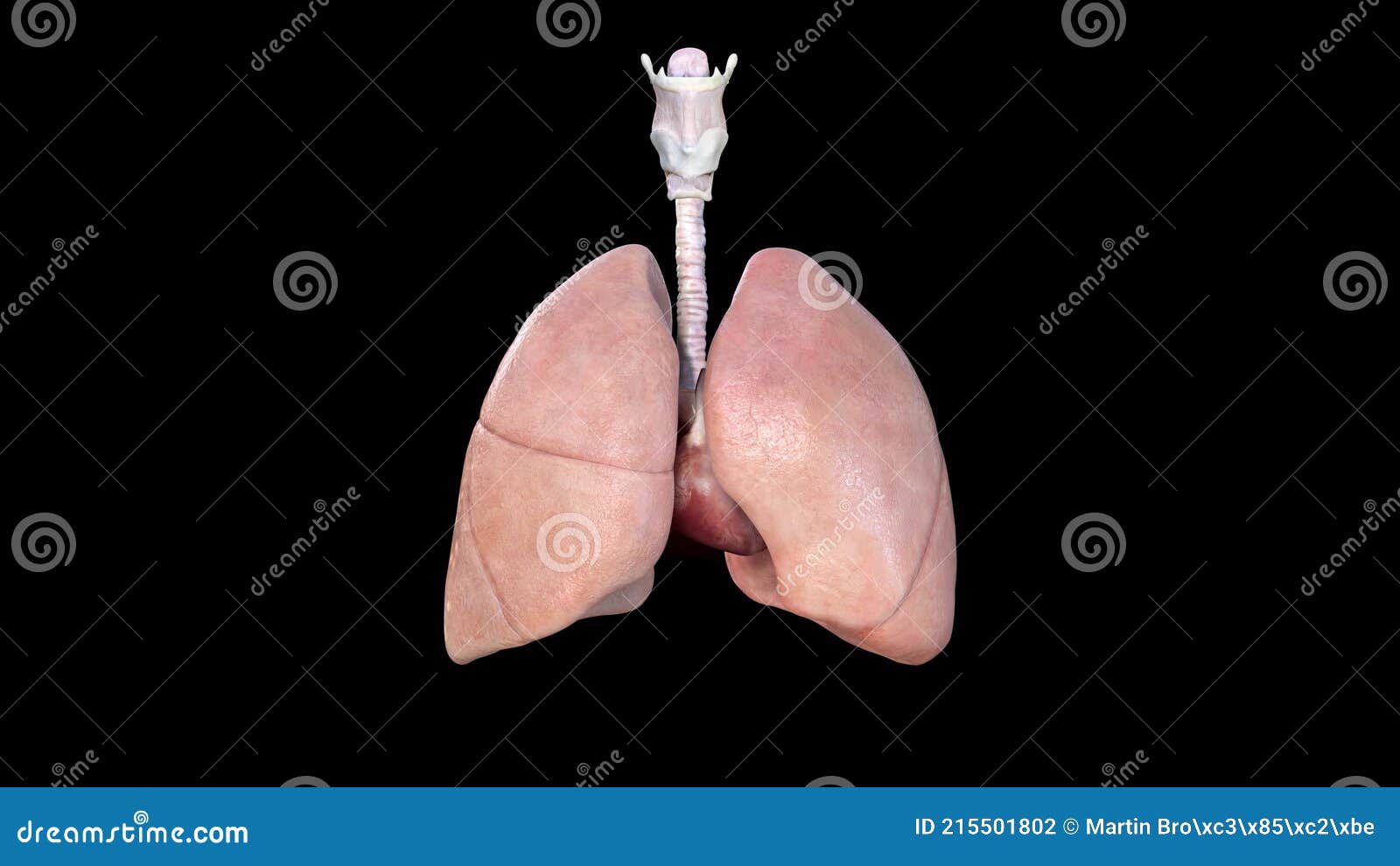 Human Body Organs Lungs with Heart Anatomy, Beating Heart,respiration, Animation Stock Footage - Video of isolated, infographic: 215501802 Human Body Organs Lungs with Heart Anatomy, Beating Heart,respiration, Animation Stock Footage - Video of isolated, infographic: 215501802