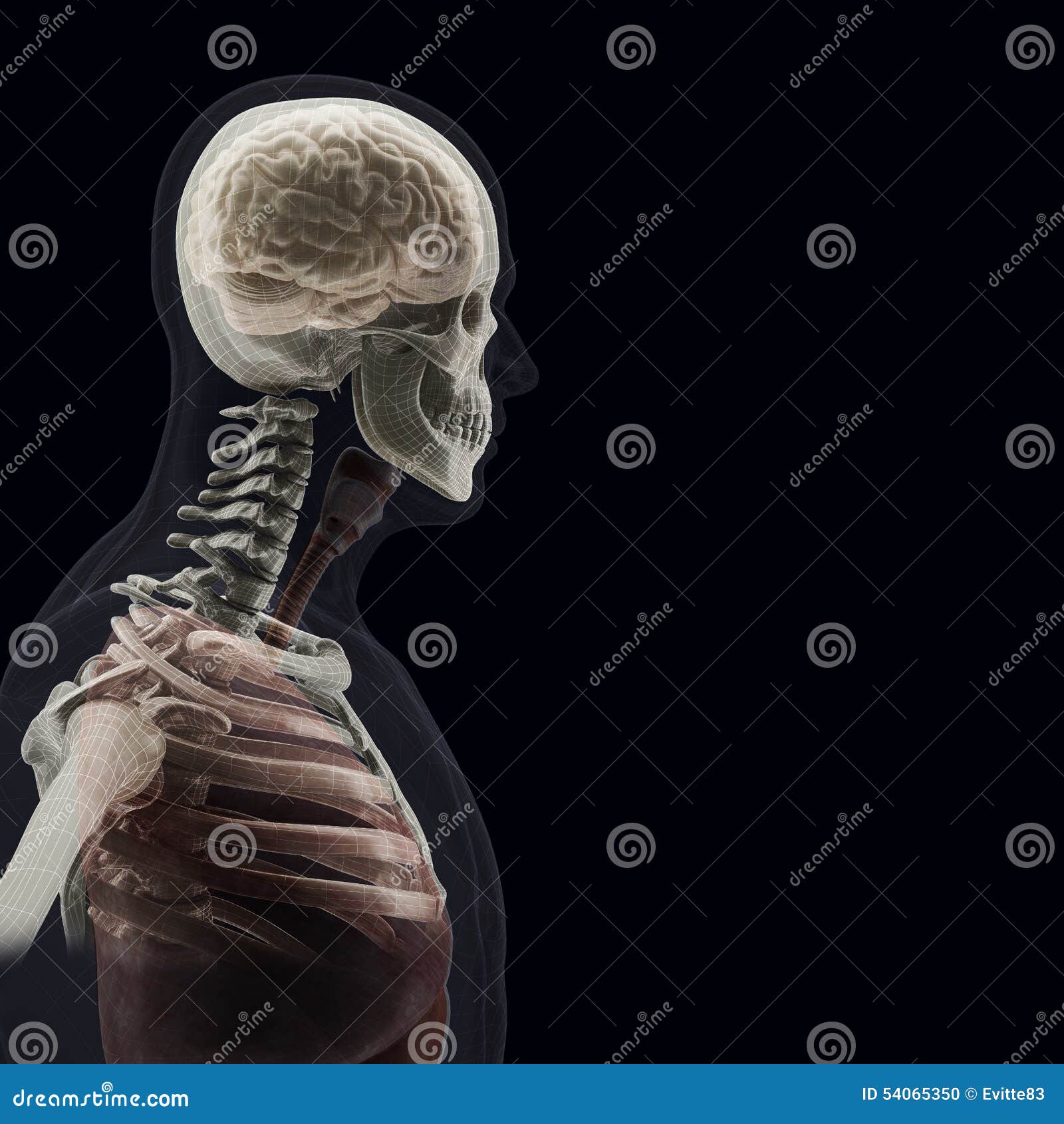 The Human Body By Xrays On Black Background RoyaltyFree