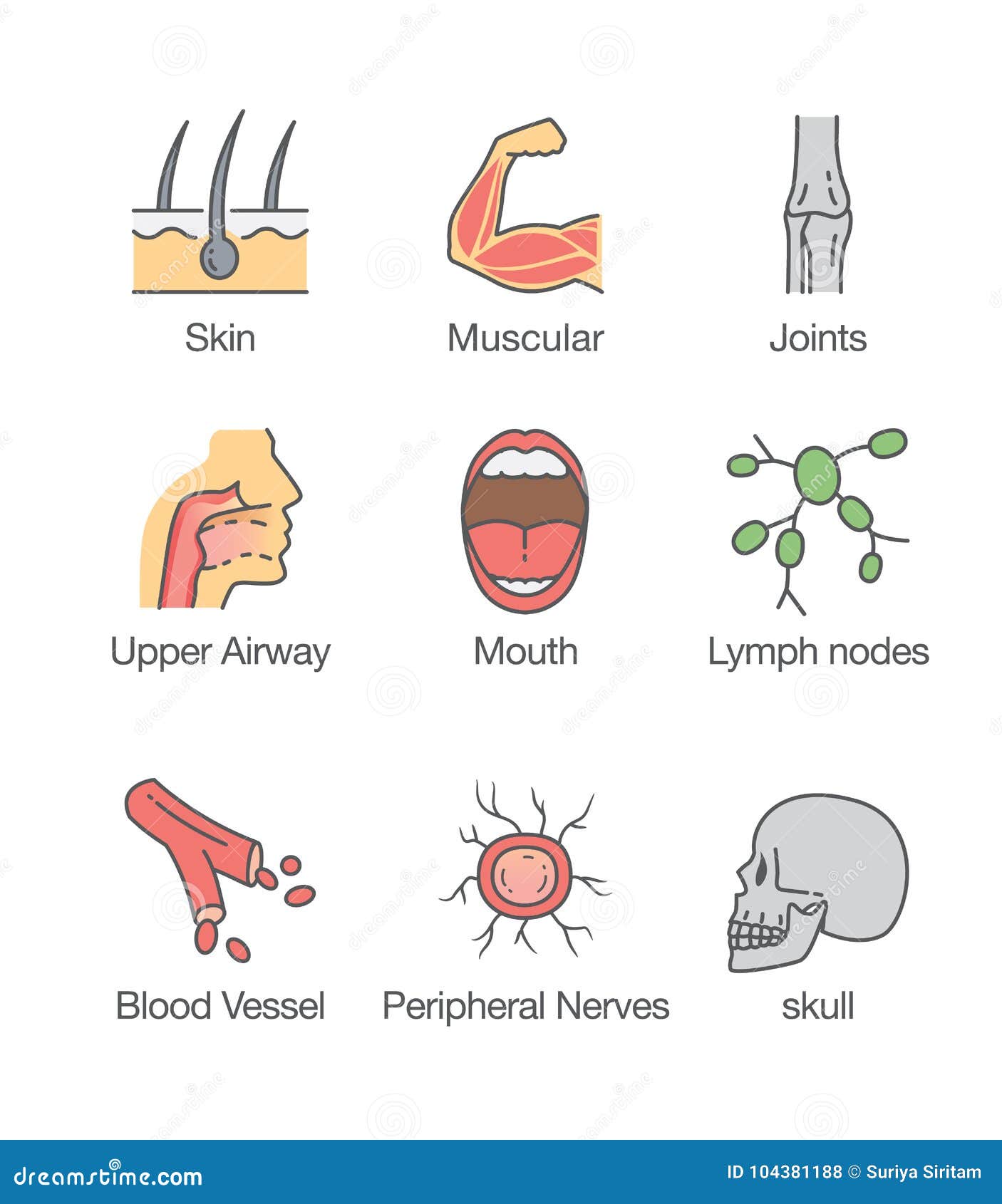 Human body part and internal icon.