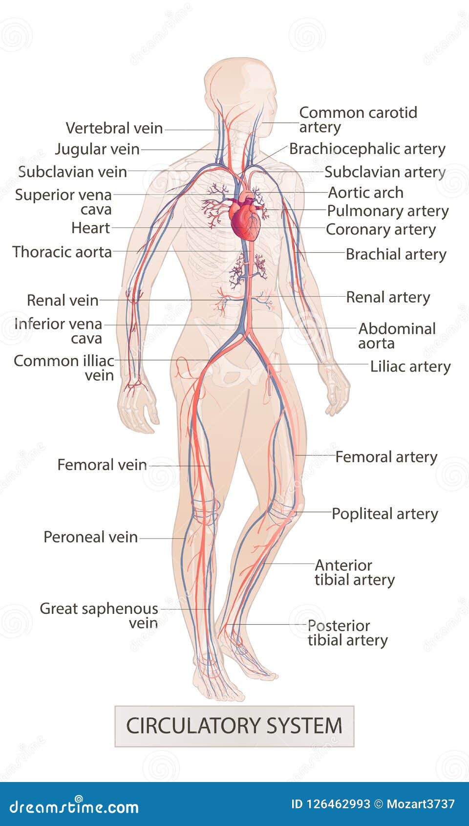 Vascular Anatomy Chart