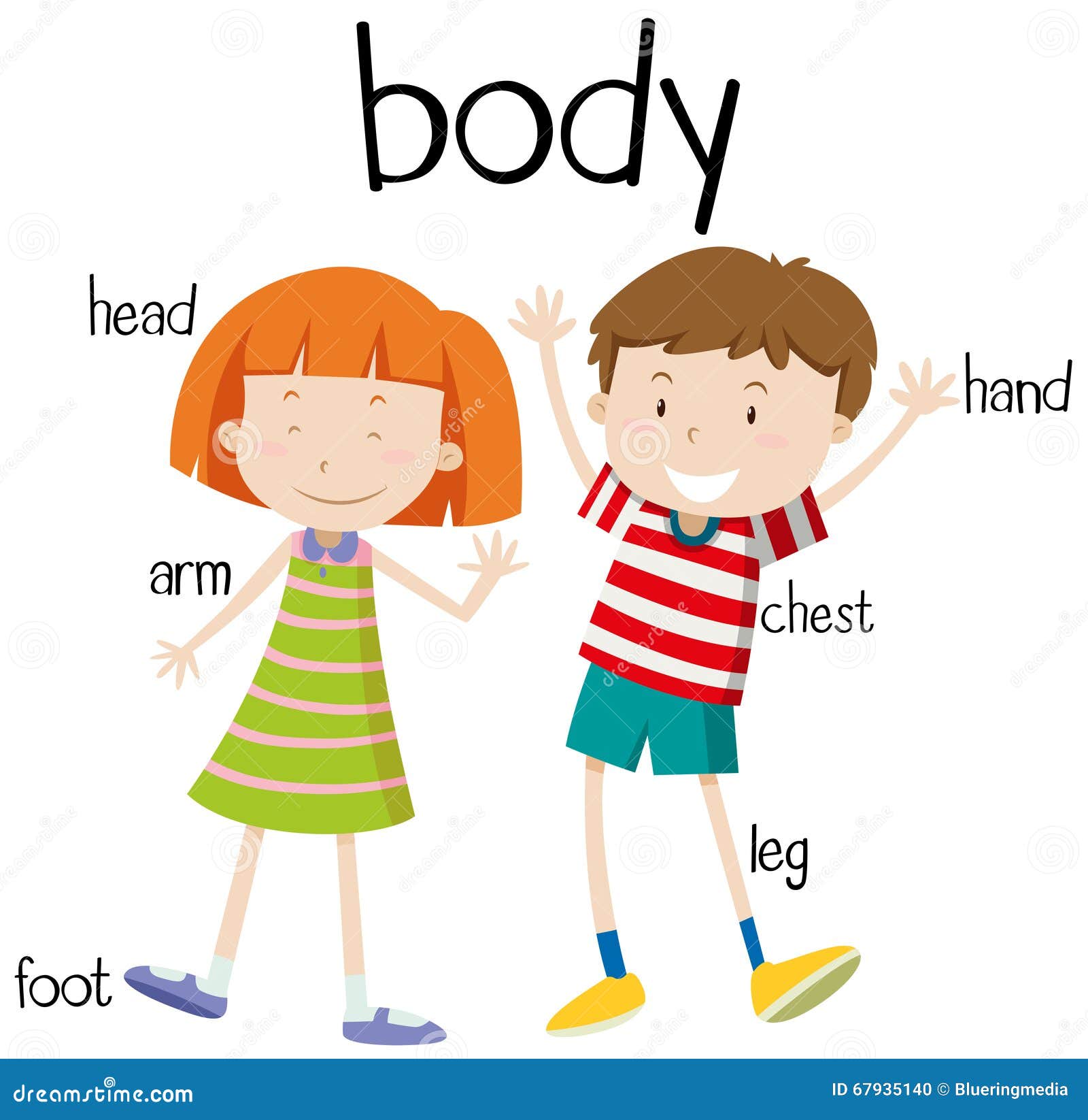 Parts Of The Body Chart Free Download