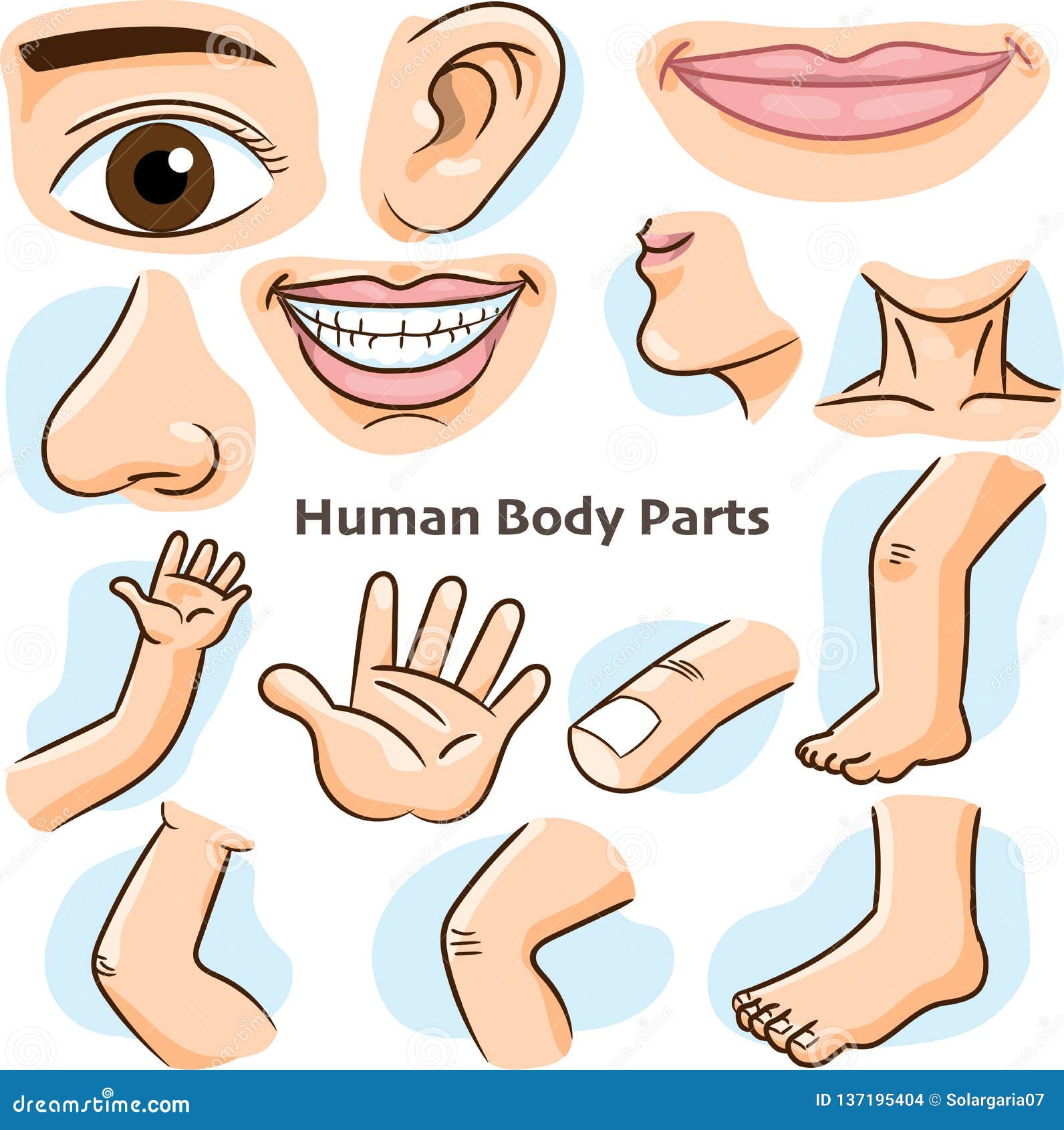 human body parts -  
