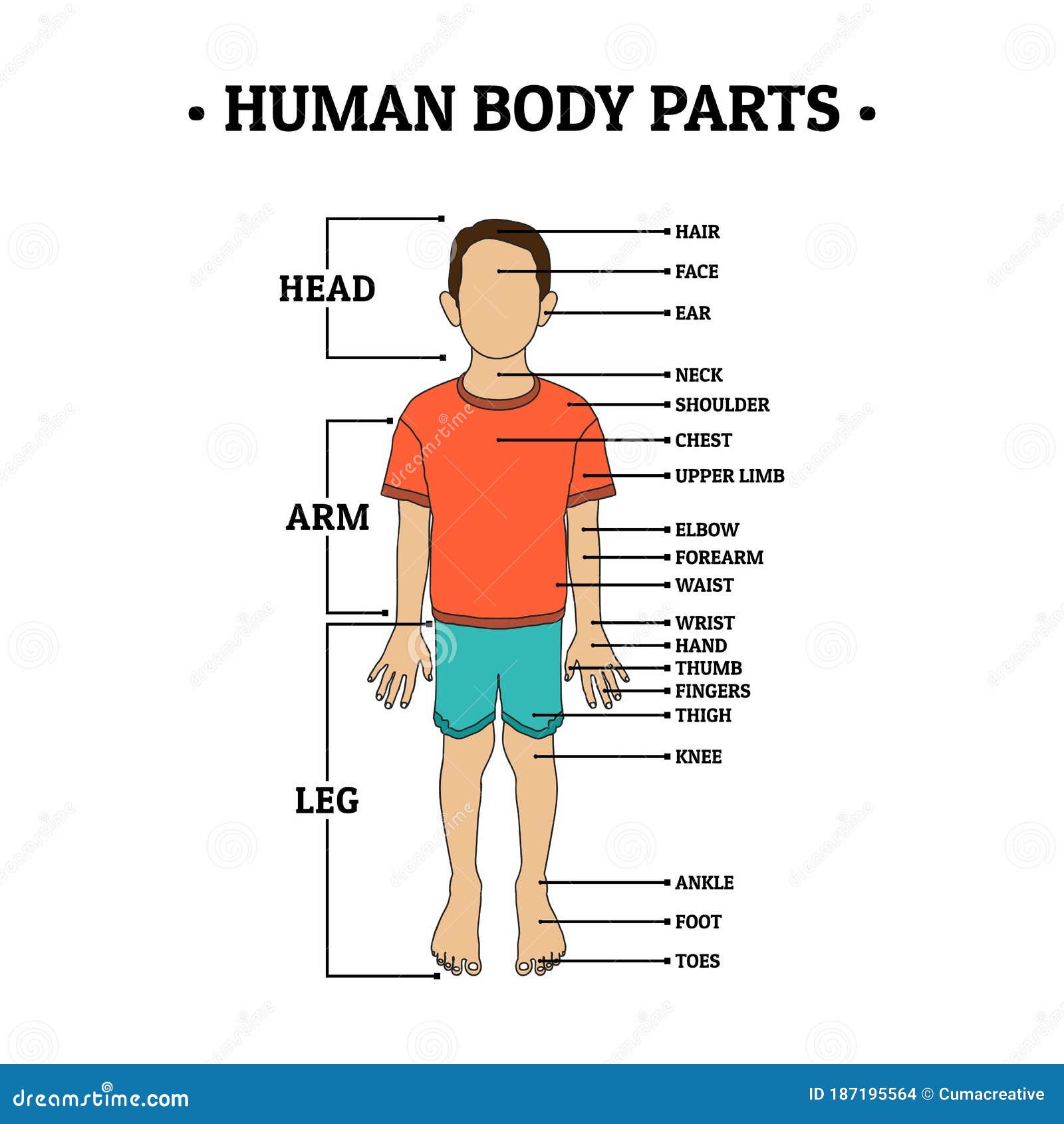 Human Body Parts Including HEAD, ARM, LEG, Hair, Face, Ear, Neck, Shoulder,  Chest, Upper Limb, Elbow, Forearm, Waist, Wrist, Hand Stock Vector -  Illustration of health, male: 187195564