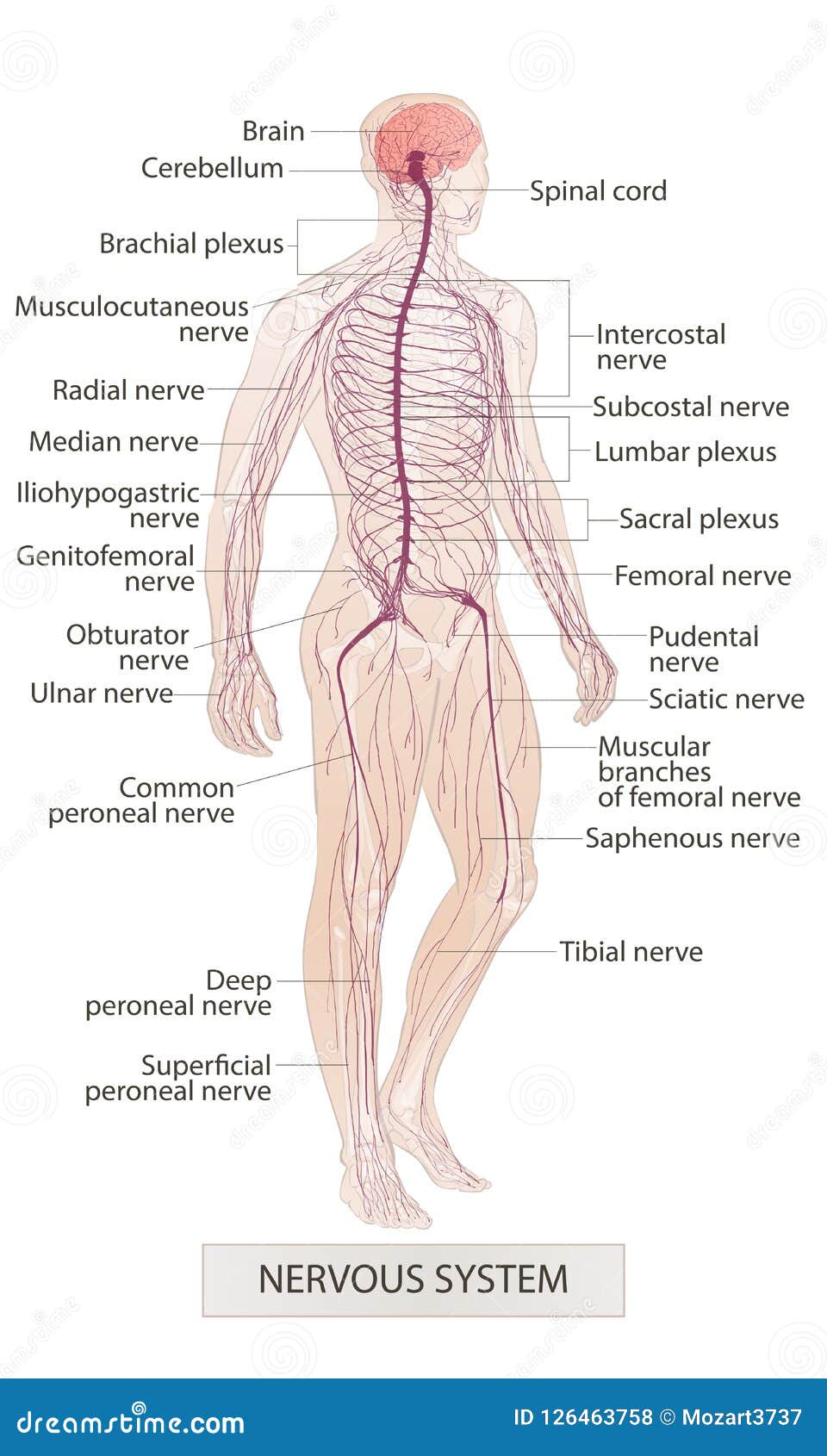 nervous system. human body parts. man anatomy. hand drown  sketch  