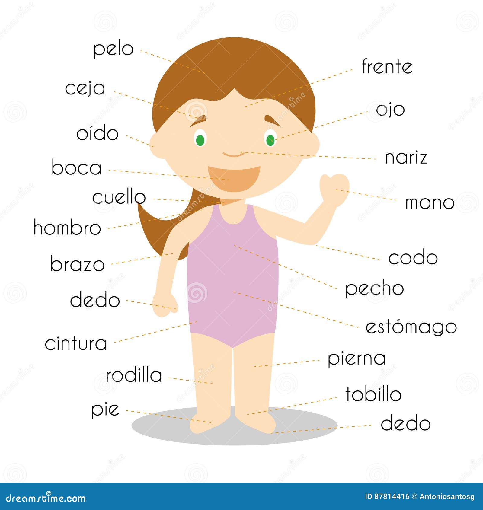 Human Body Parts Vocabulary in Spanish Stock Vector - Illustration For Body Parts In Spanish Worksheet