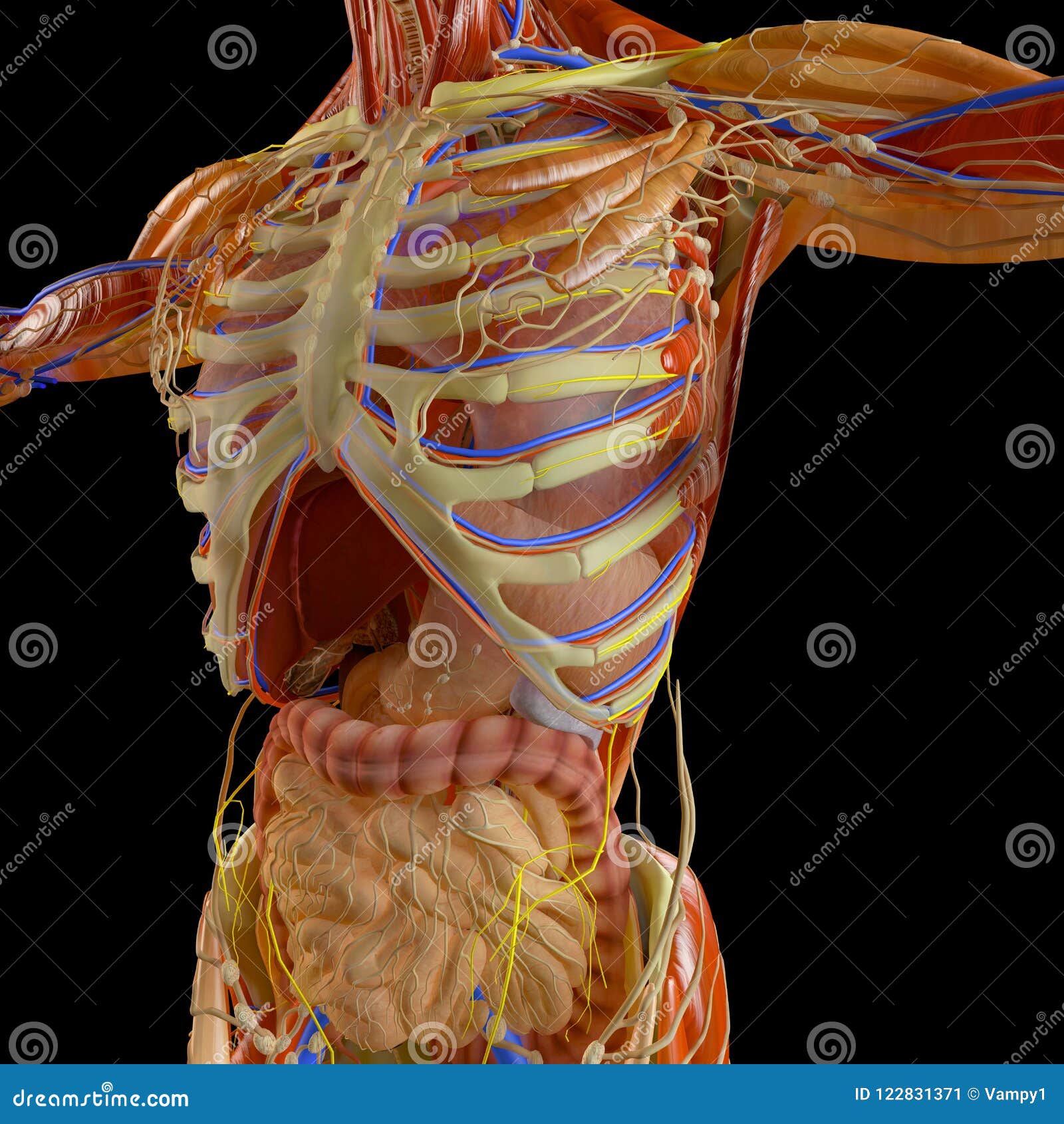 Rib Cage Chart