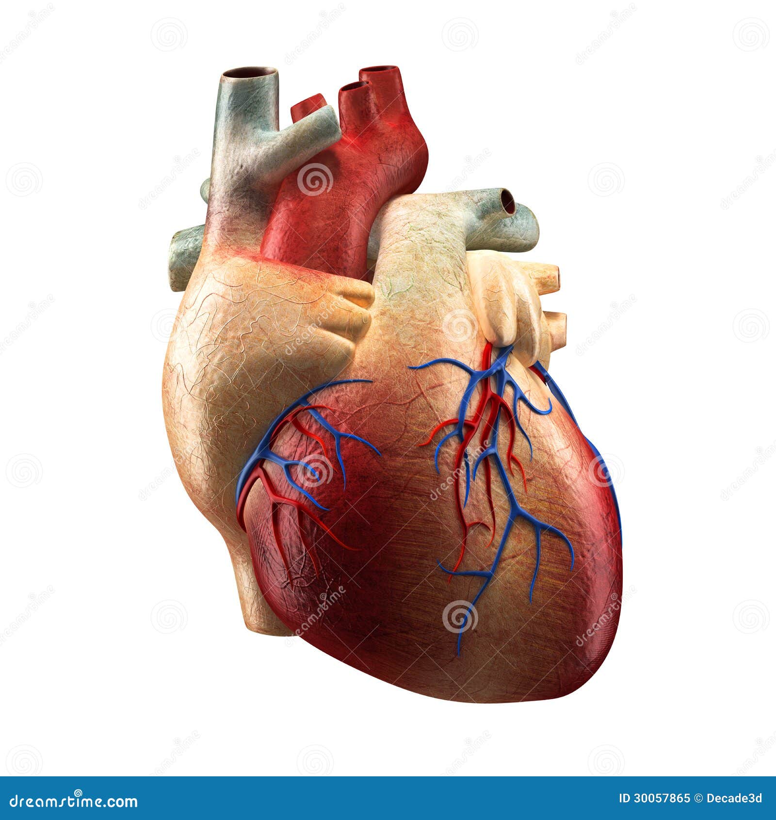 Real Heart Isolated on White - Human Anatomy Model Stock ...