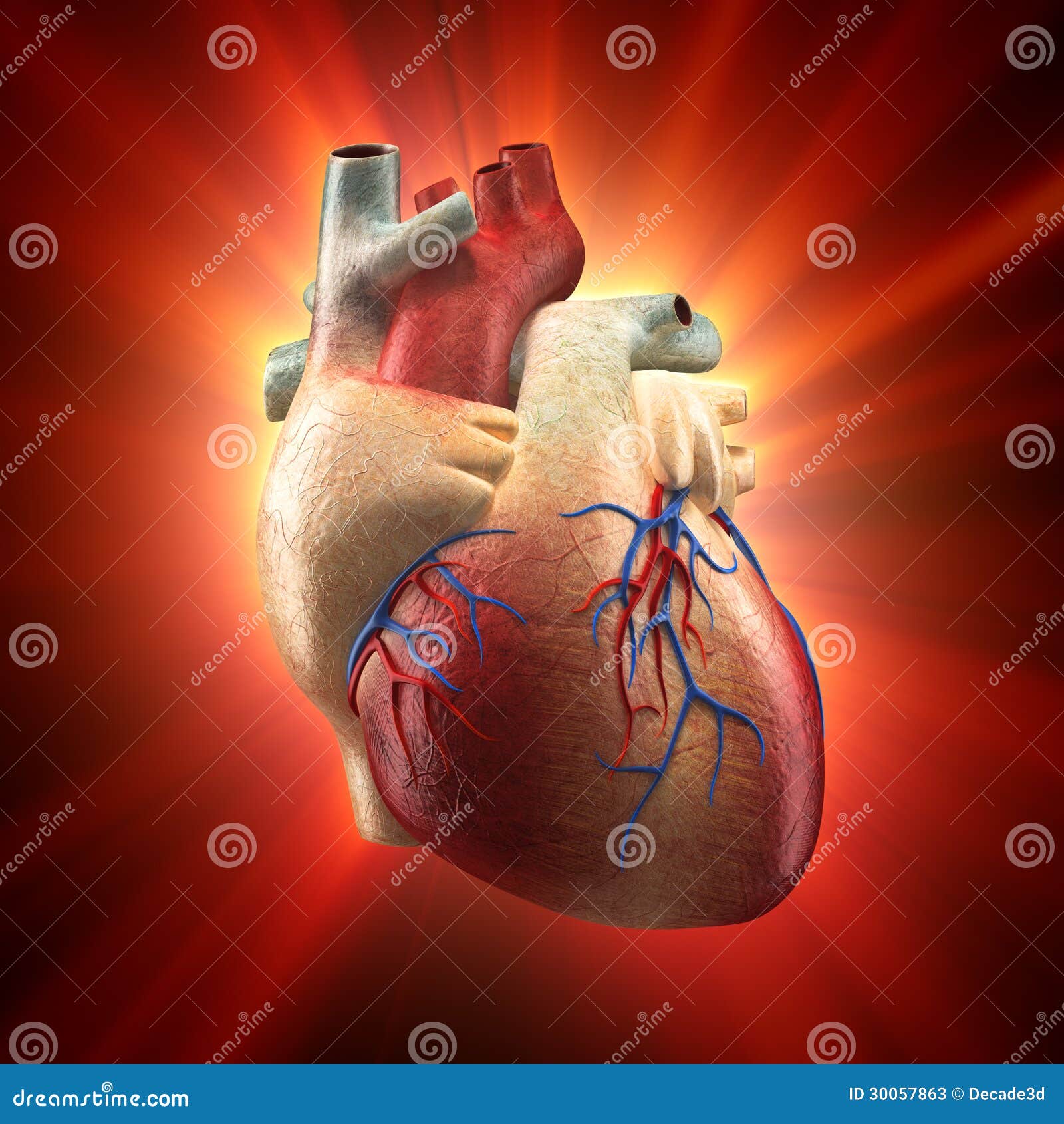 Real Heart Shinning in Light - Human Anatomy Model Stock ...