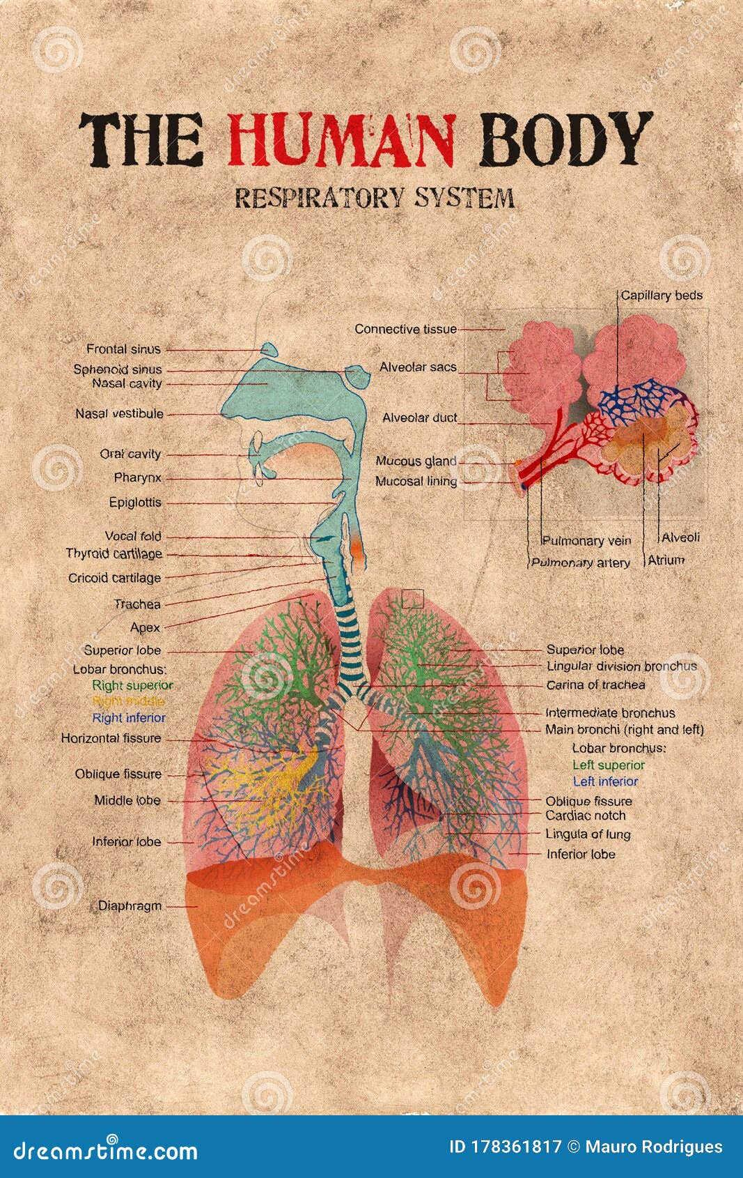 Human Body Respiratory System Stock Image Image Of Breathe Exhale