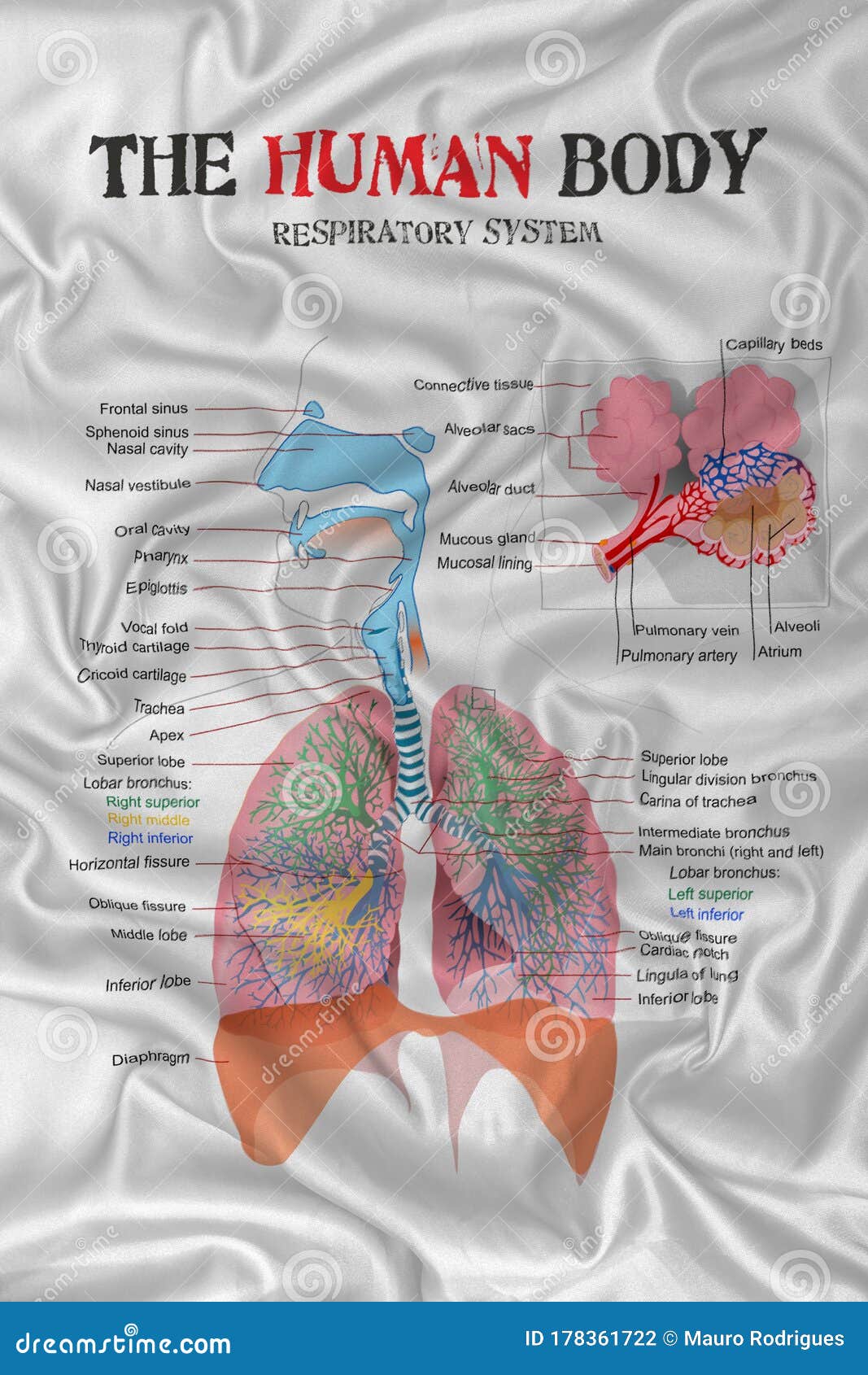 Human Body Respiratory System Stock Photo Image Of Blood Medical
