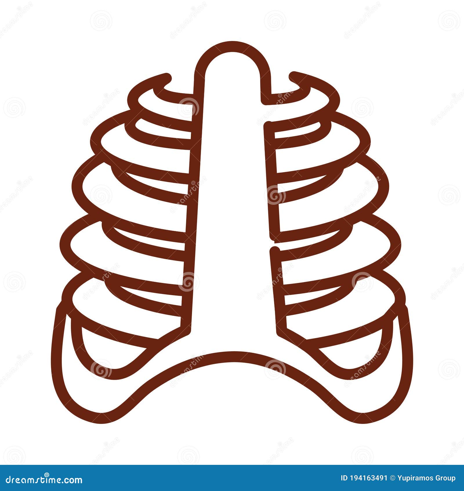 Rib Cage Bones. Human Skeletal System. Anatomy Royalty-Free Cartoon