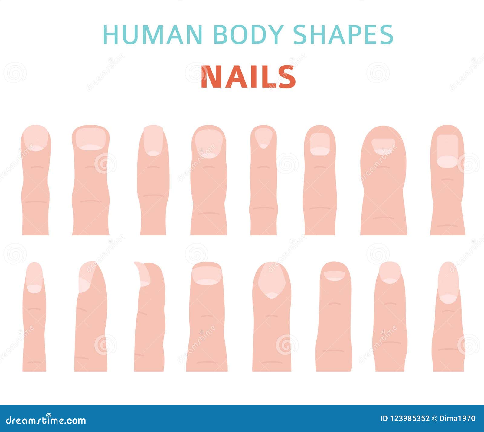 Human Body Shapes. Hand Finger Nail Types Set Stock Vector - Illustration of  shapes, medical: 123985352