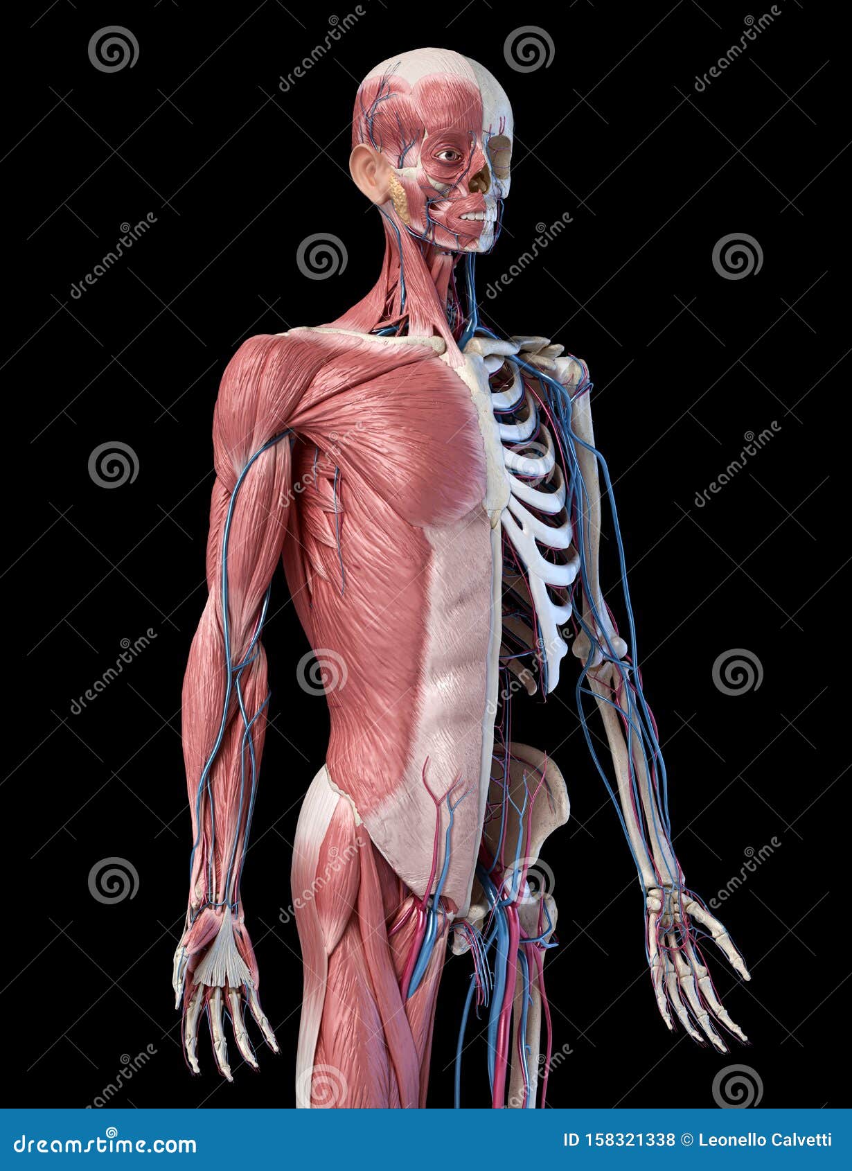 Human 34 Body Skeleton With Muscles Veins And Arteries 3d