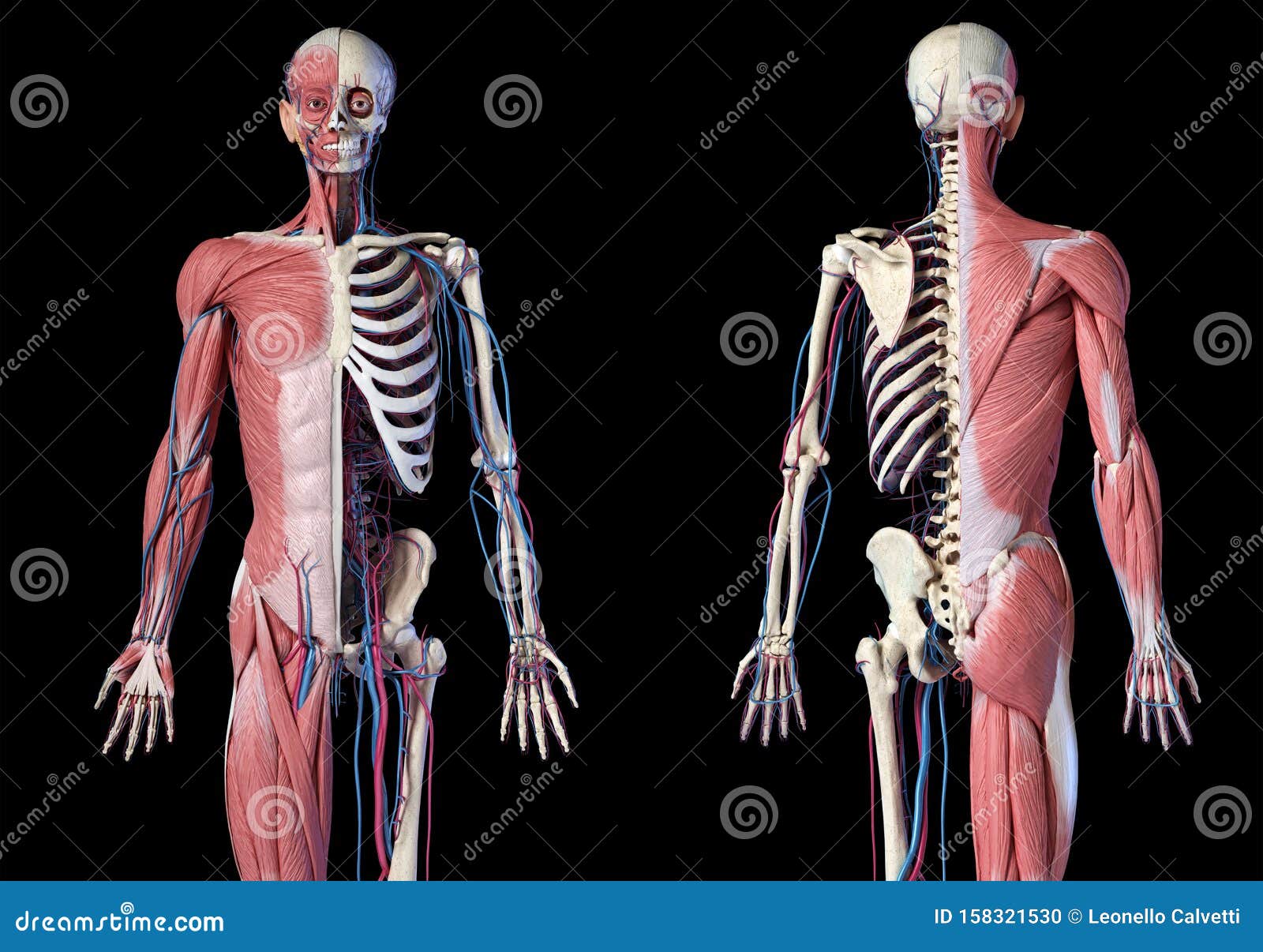 Human 34 Body Skeleton With Muscles Veins And Arteries Front And