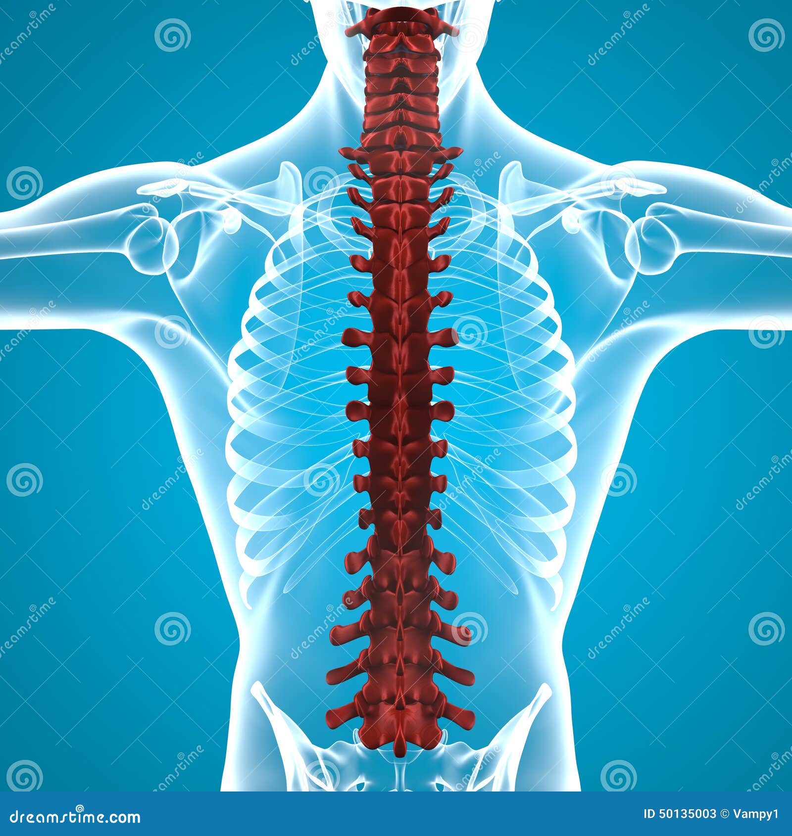 Human Body Spine Anatomy RoyaltyFree Stock Photography Biology Diagrams