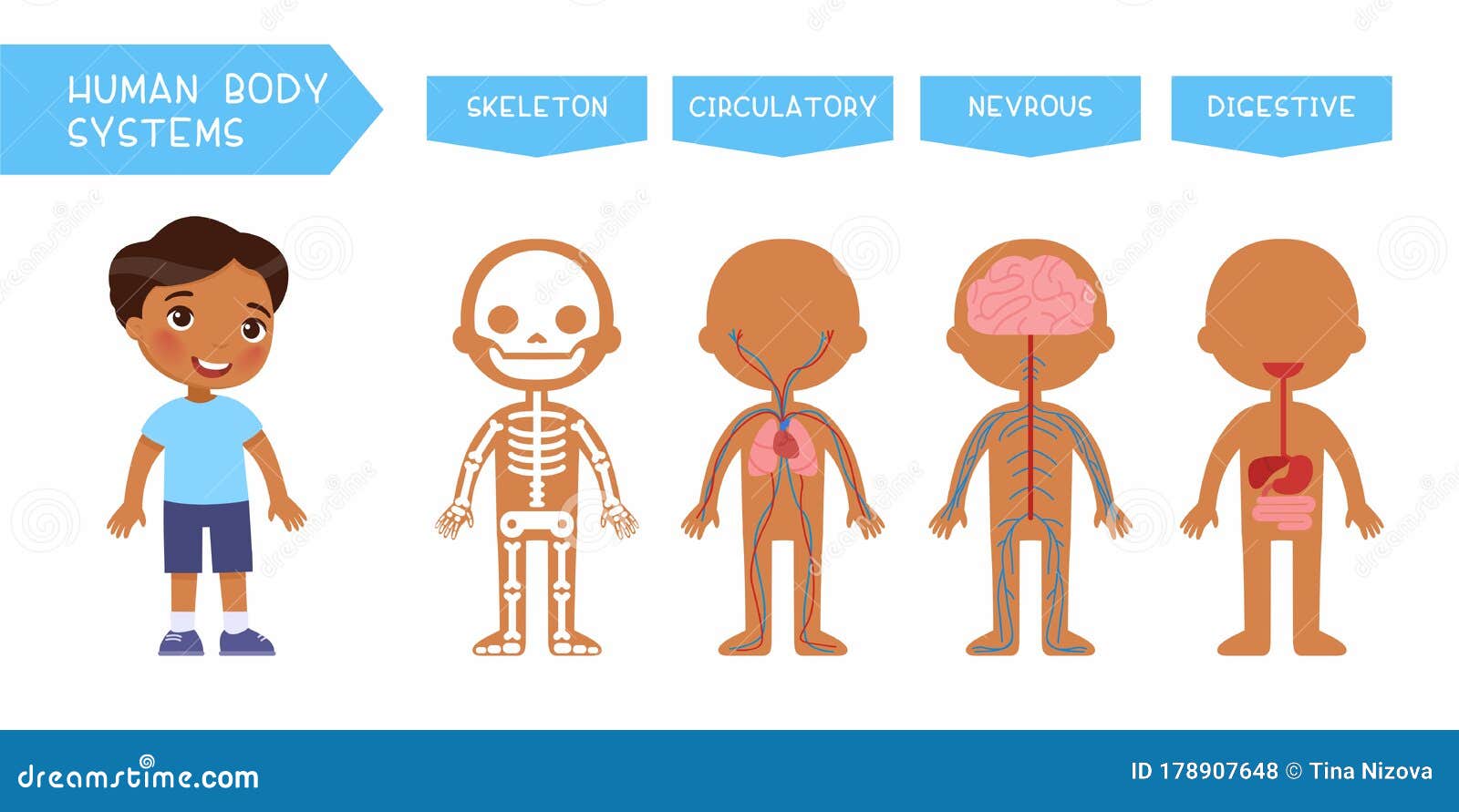 Human Body Systems Kids Stock Illustrations – 40 Human Body Systems Kids Stock Illustrations, Vectors & Clipart - Dreamstime Human Body Systems Kids Stock Illustrations – 40 Human Body Systems Kids Stock Illustrations, Vectors & Clipart - Dreamstime