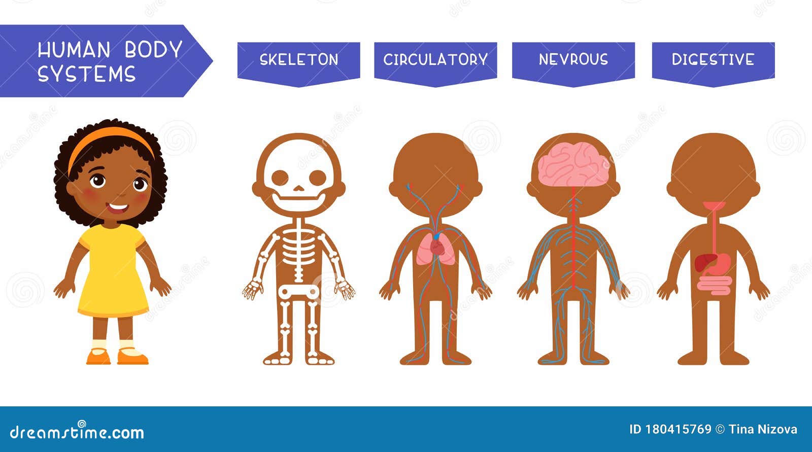 Draw it to Know it – Physiology, Organ Systems, Free Download