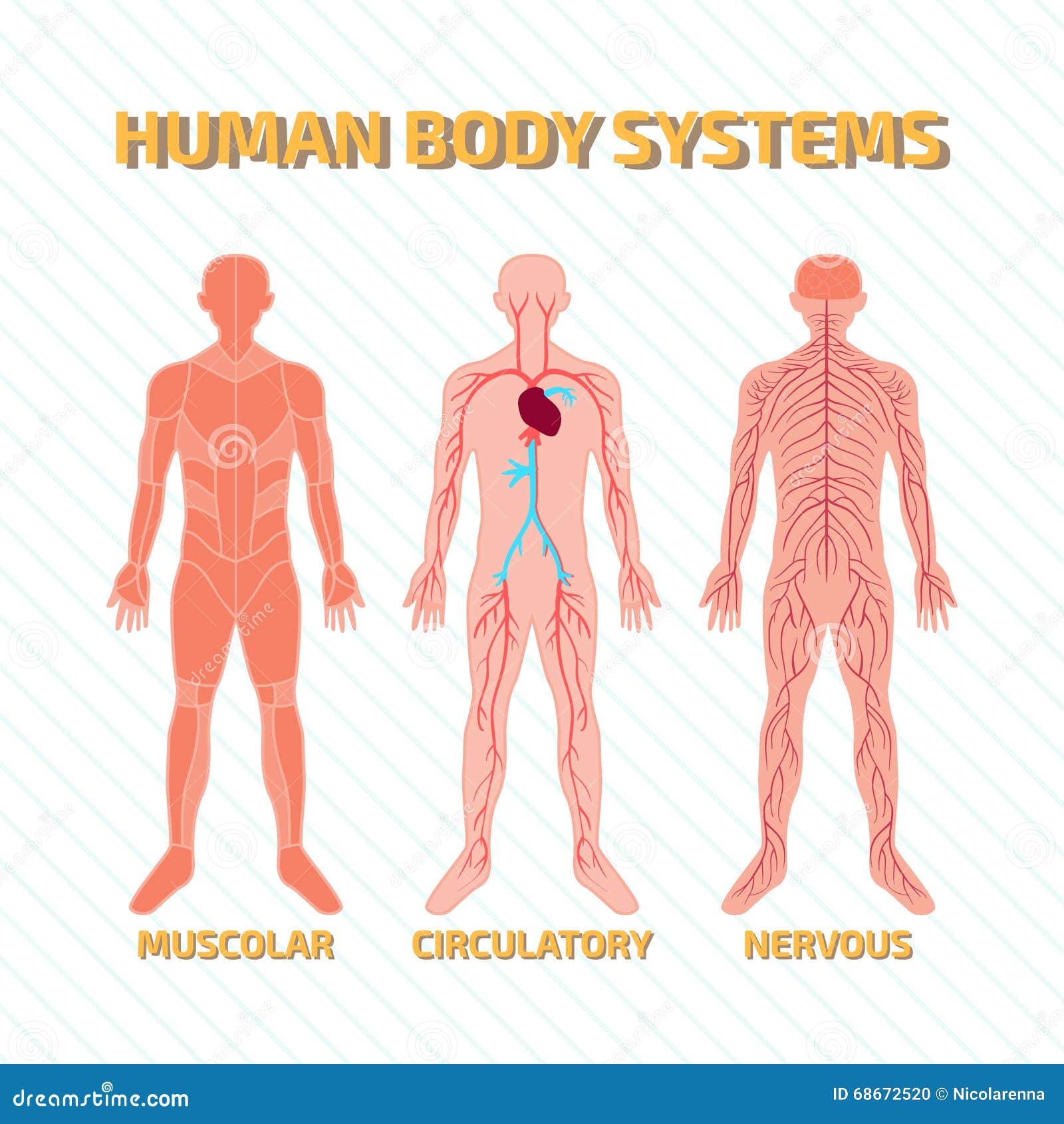 Human Body Systems stock vector. Illustration of health 68672520