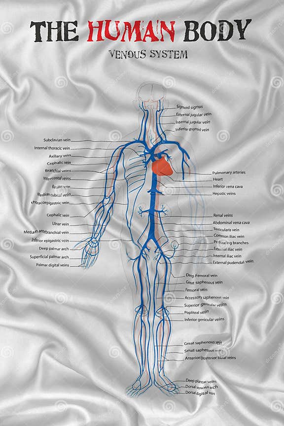 Human body venous system stock illustration. Illustration of artery ... Biology Diagrams