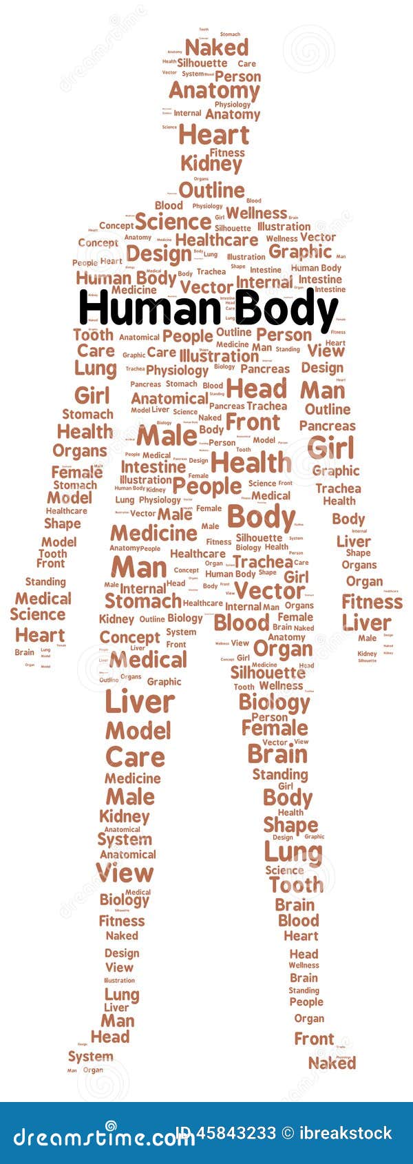 Human Body Word Cloud Shape Stock Illustration - Image: 45843233