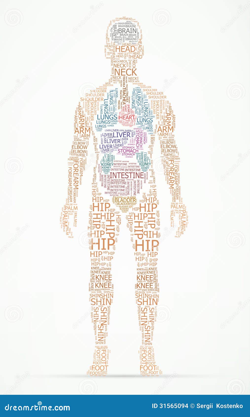 human body wordcloud