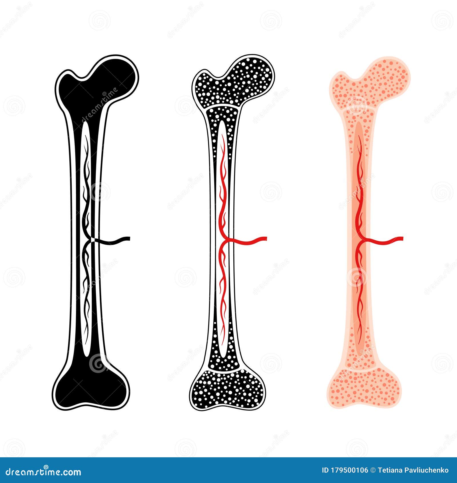 Human bone anatomy stock vector. Illustration of medullary ...