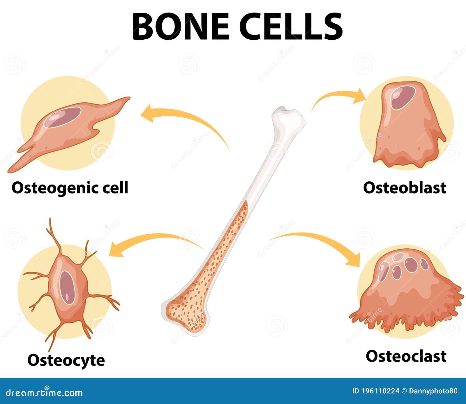 Human Bone Cells Anatomy Stock Vector Illustration Of Vector 196110224