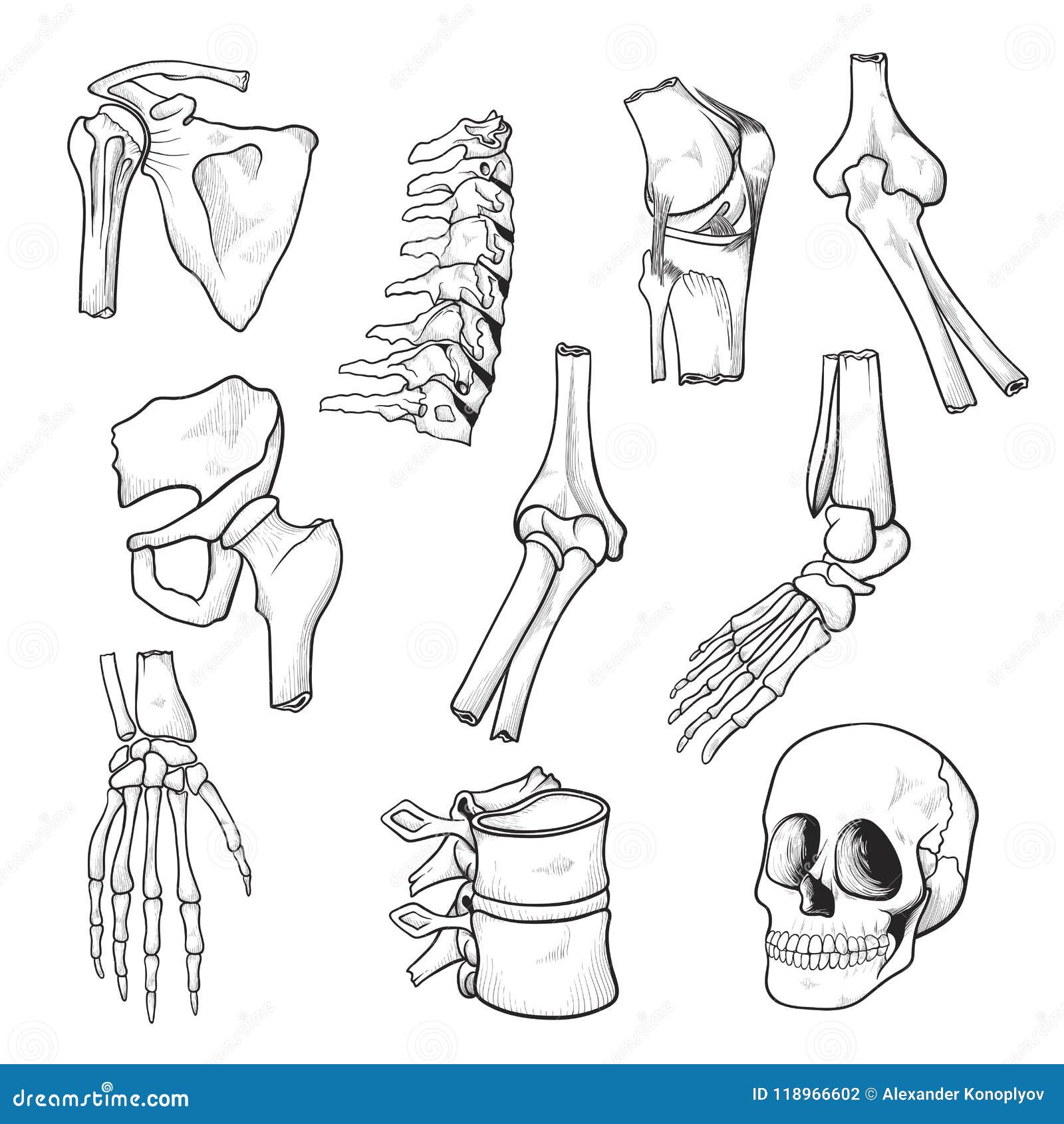 Bone and joint sketches set for medicine design Vector Image