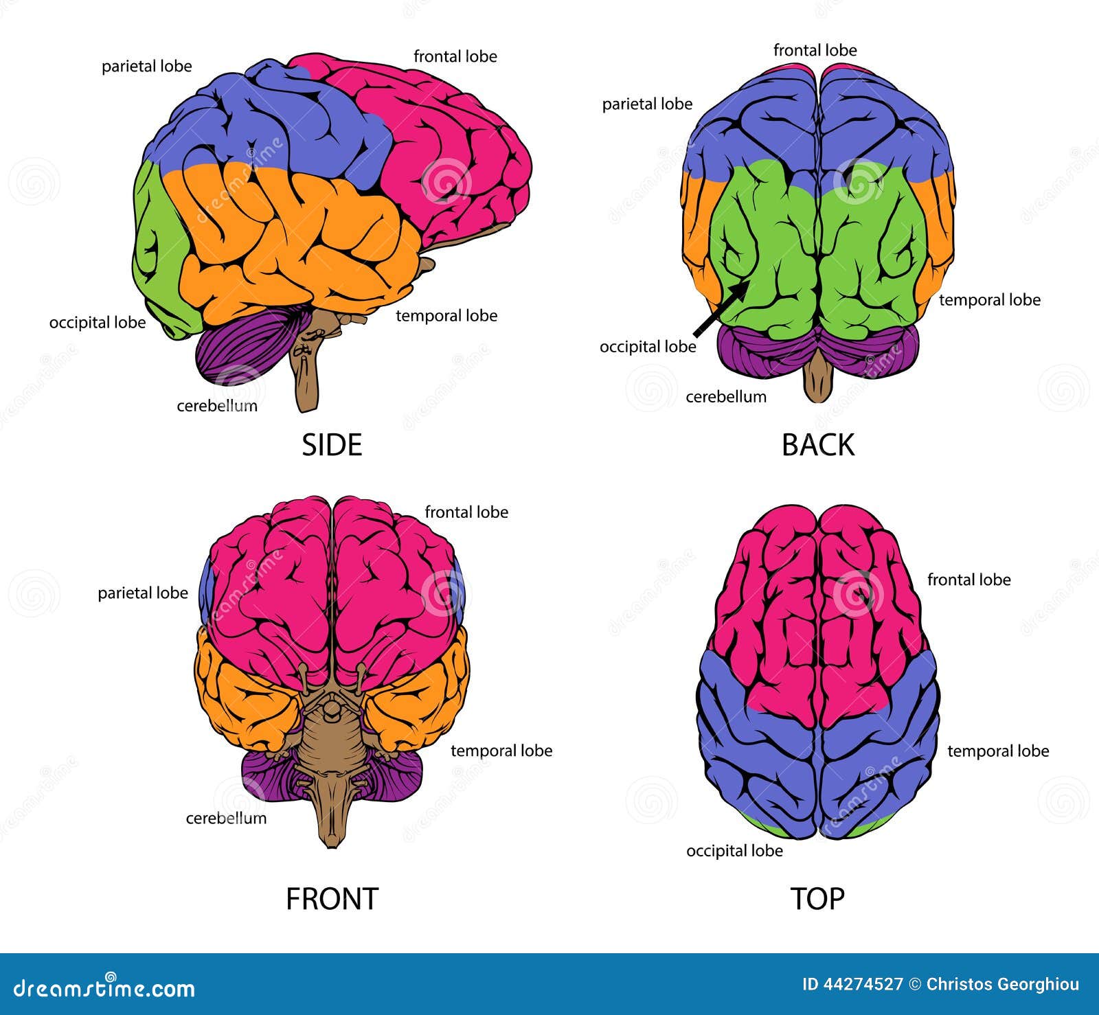 human brain from all sides