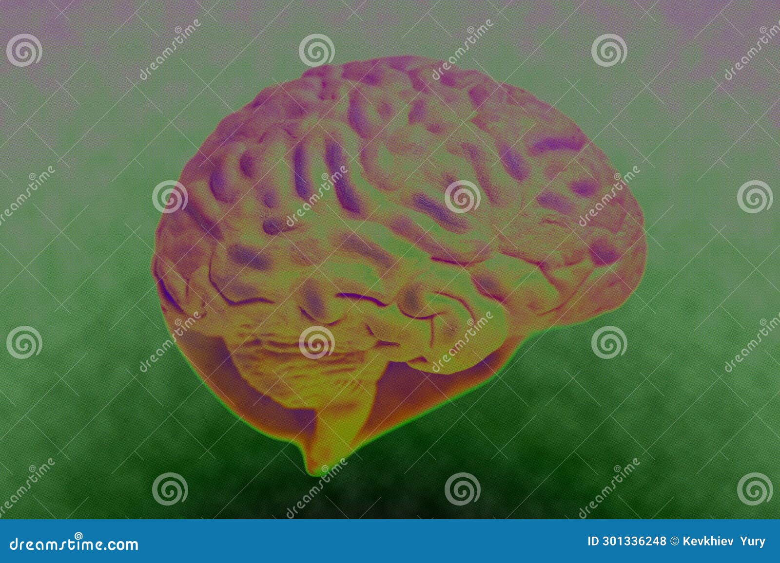 Human Brain Anatomical Model Closeup Stock Photo Image of biology