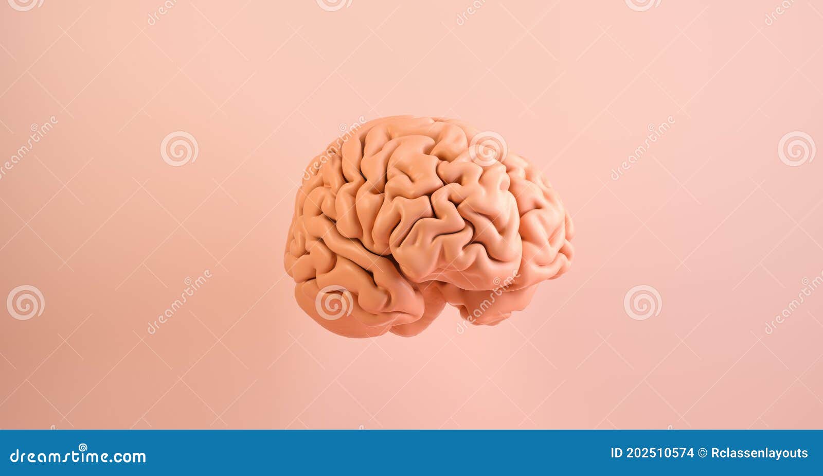 Human Brain Anatomical Model. Medical Concept Image Stock Illustration