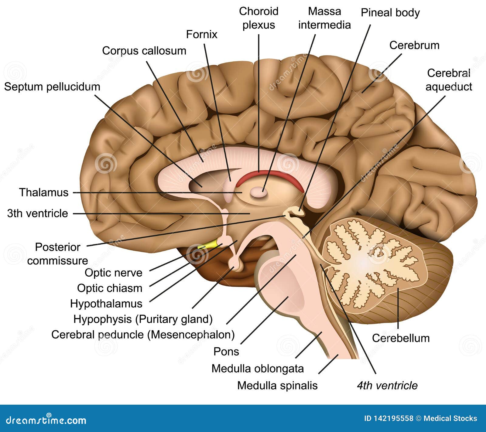 3d human brain model free download