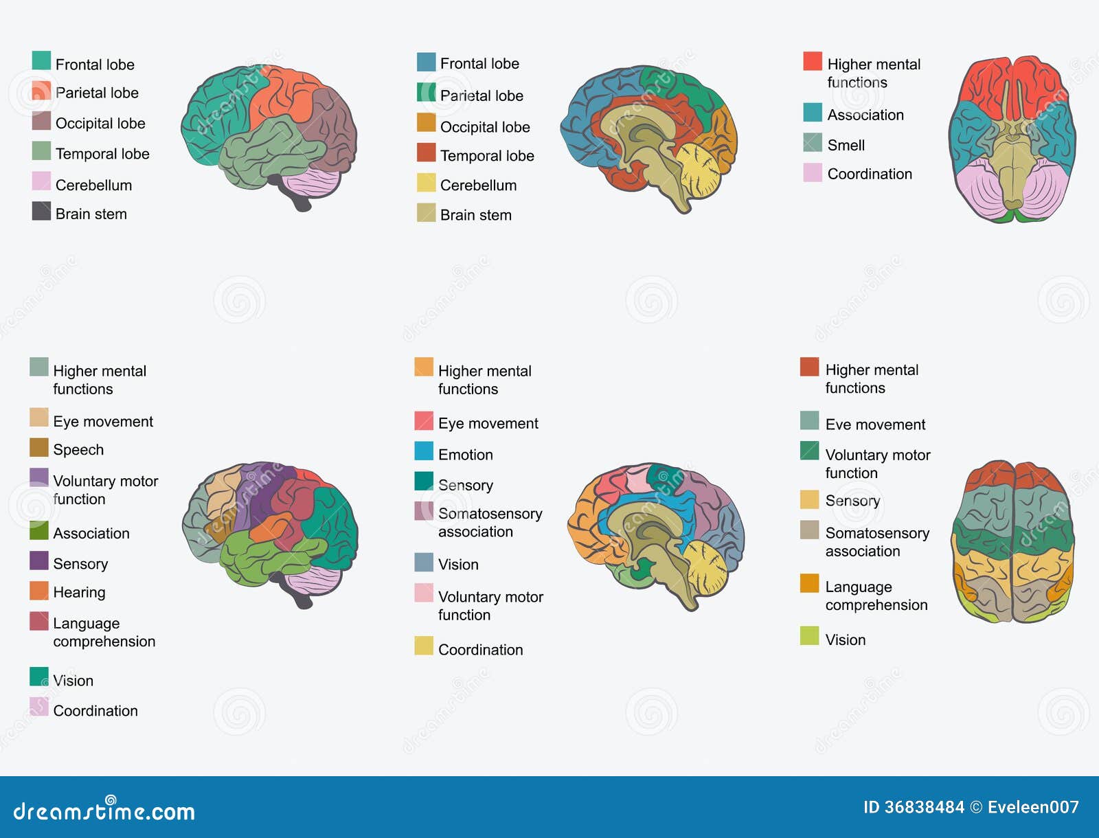 human brain anatomy,