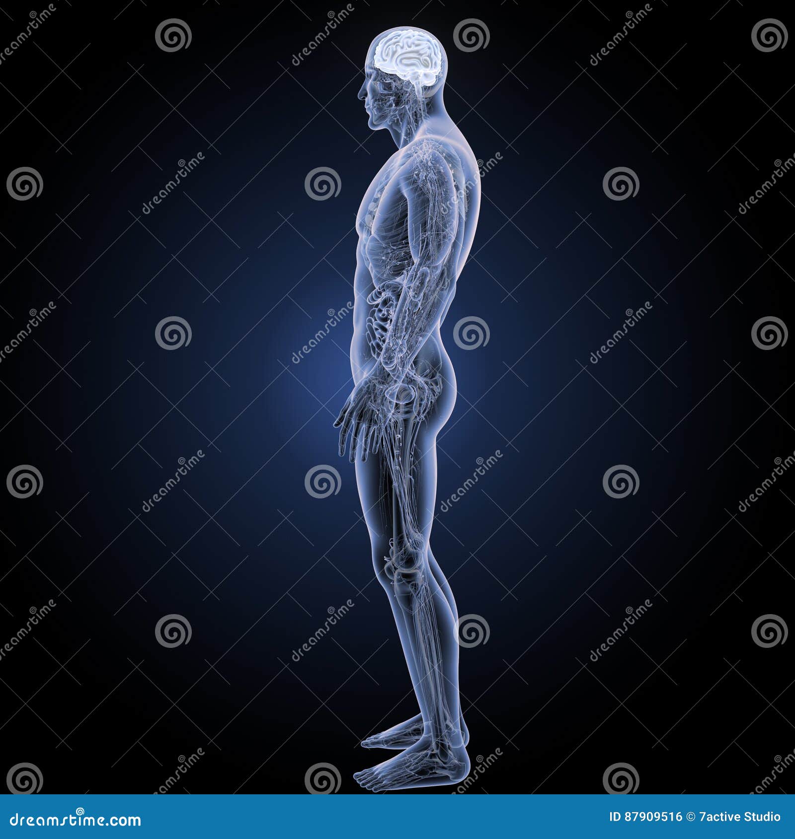 Human Brain with Anatomy Lateral View Stock Illustration Biology Diagrams