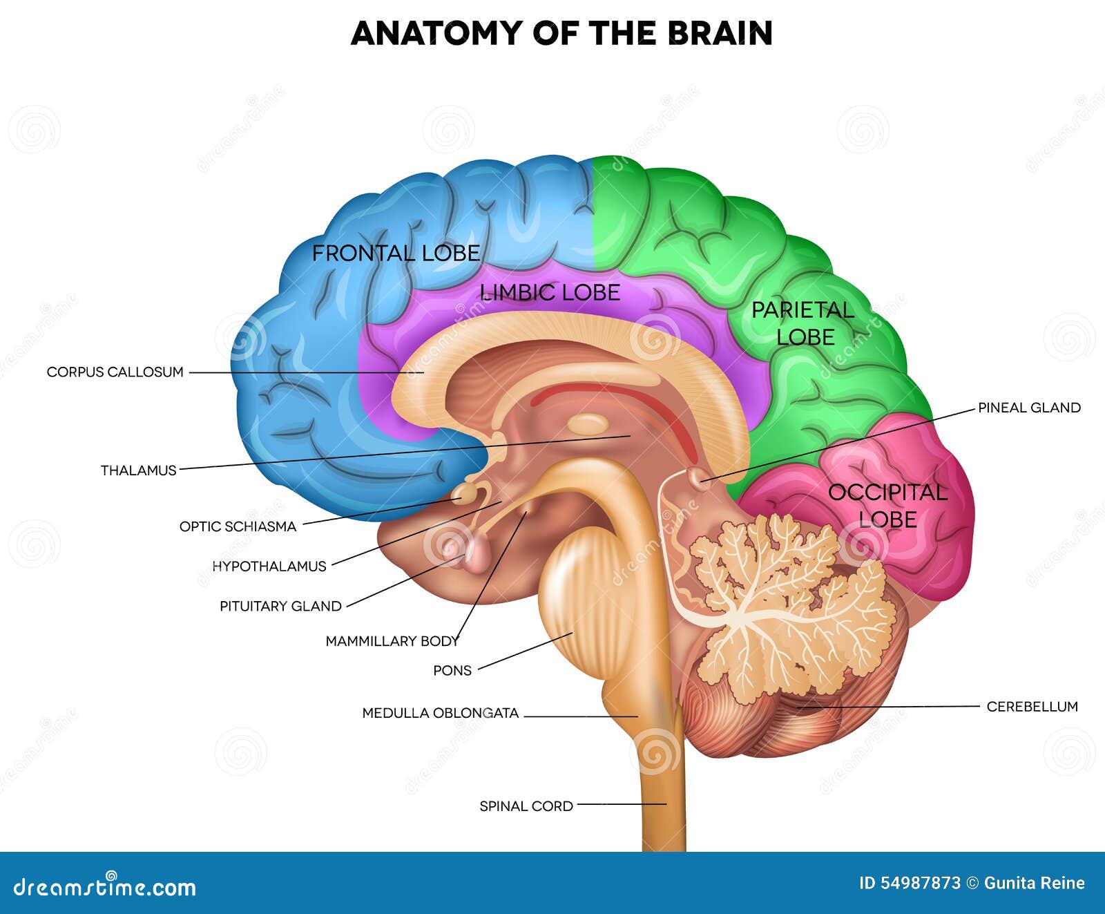 Human Brain Anatomy Stock Vector  Illustration Of Normal