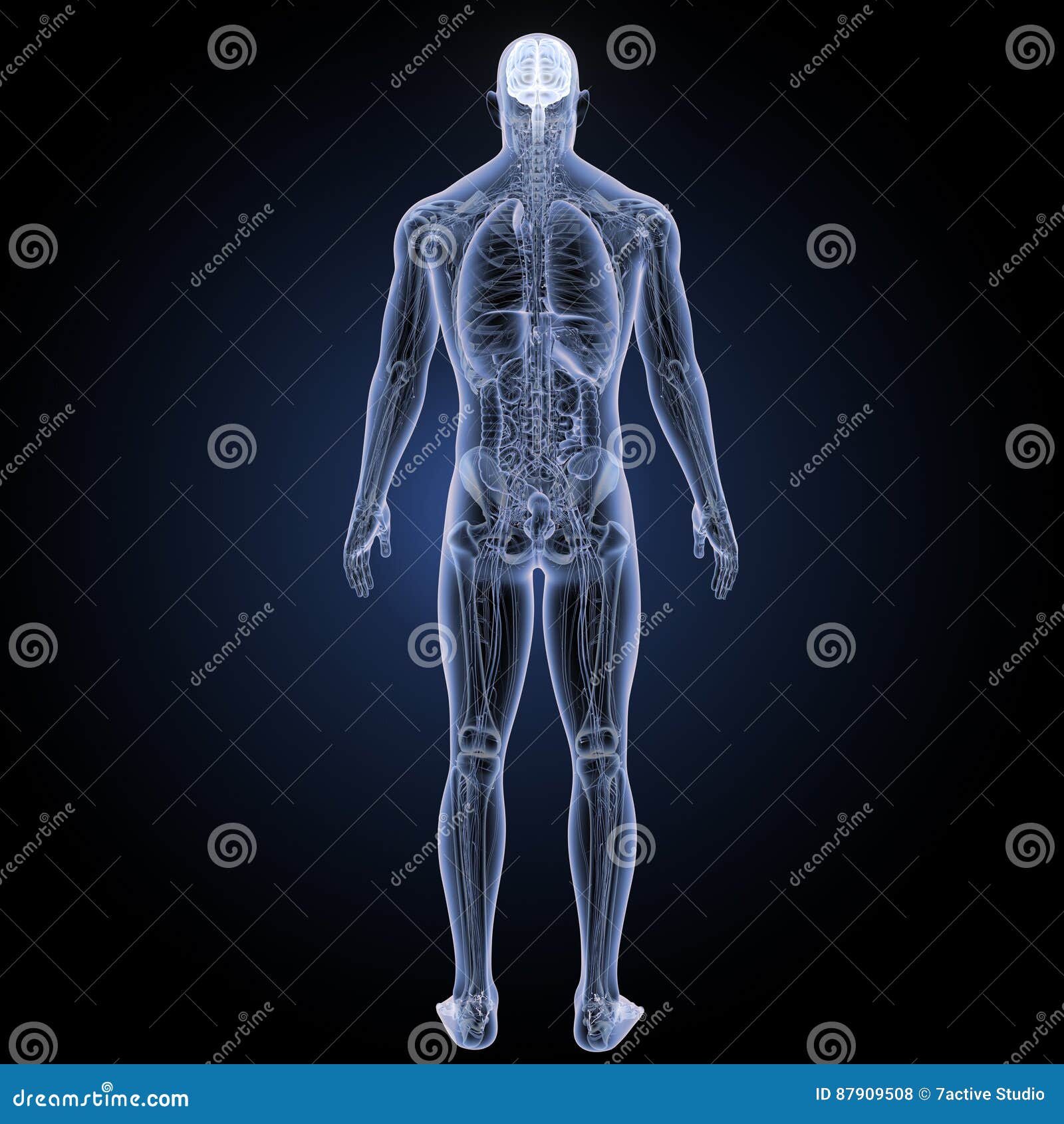 Human Brain With Anatomy Posterior View Royalty Biology Diagrams