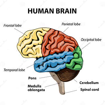 Human brain anatomy stock vector. Illustration of medulla - 44353466